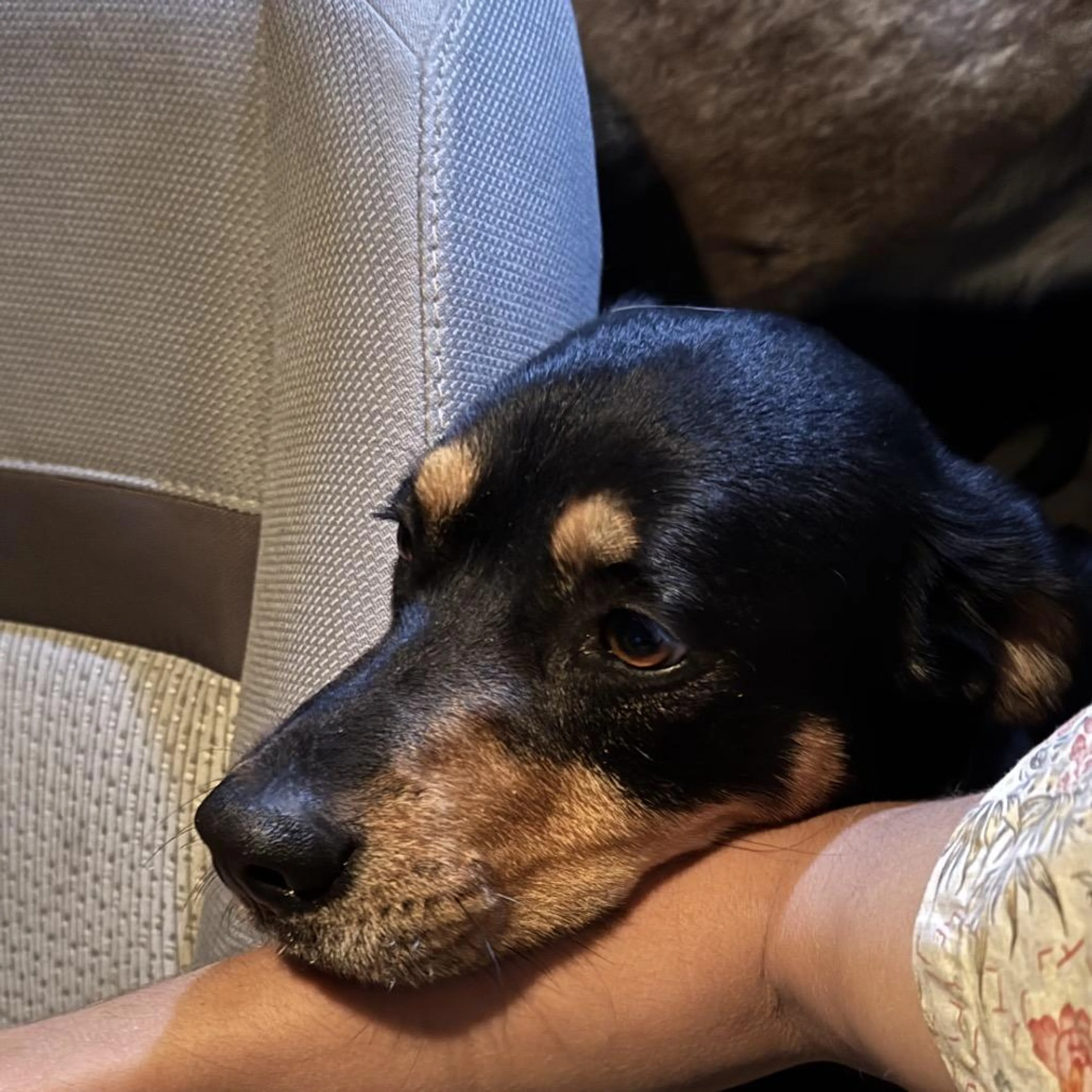 Found pet-2