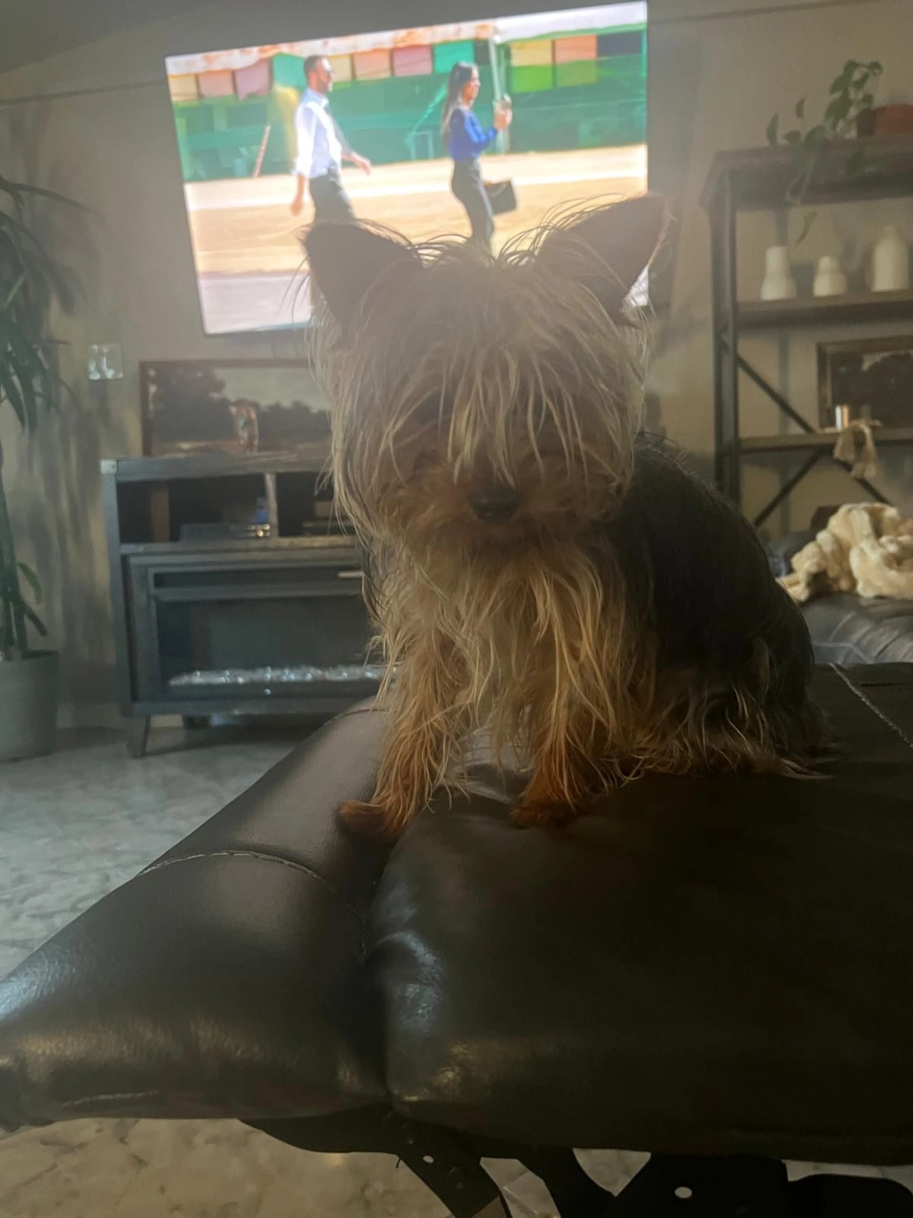 Lost pet-0