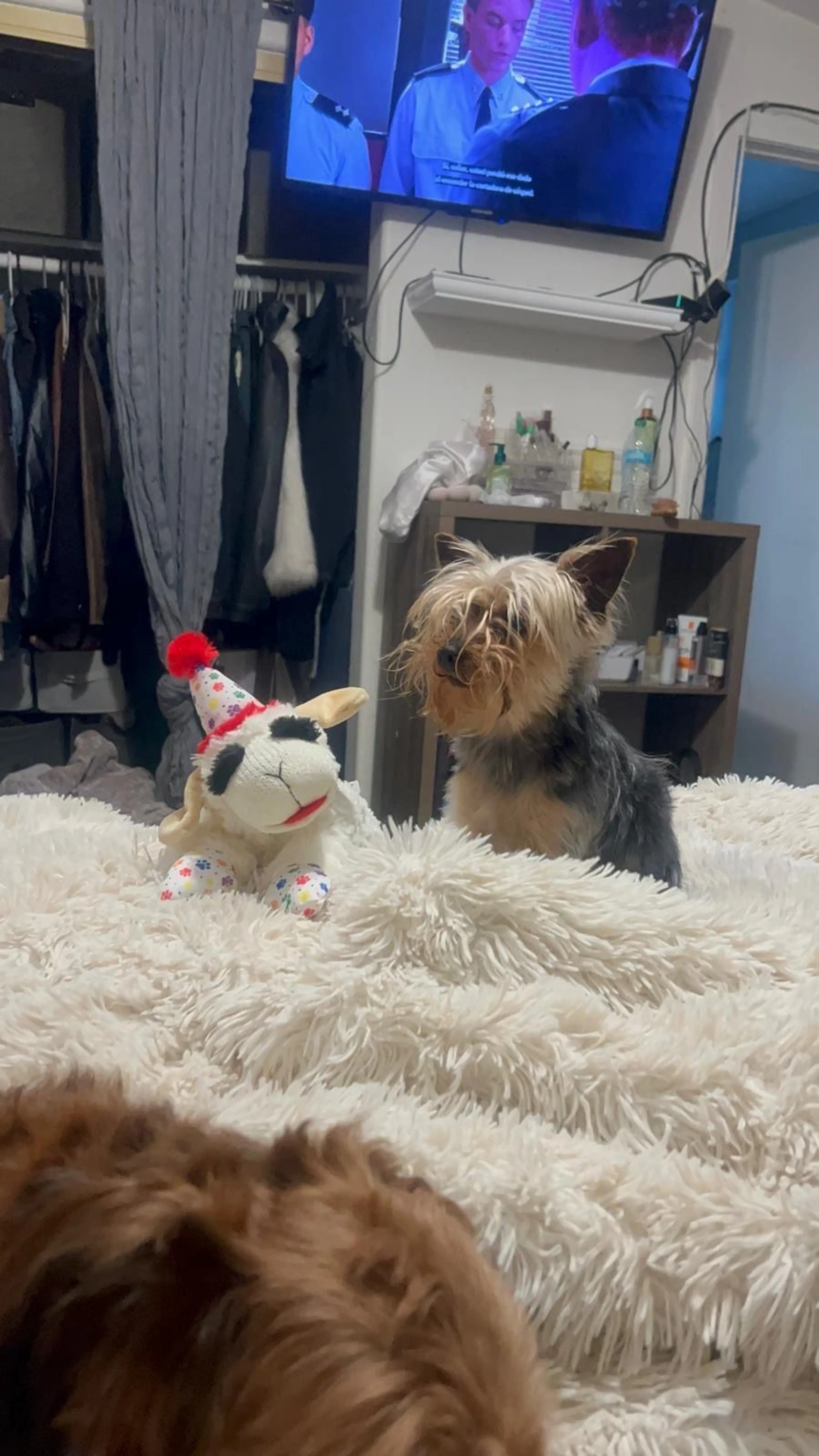 Lost pet-1