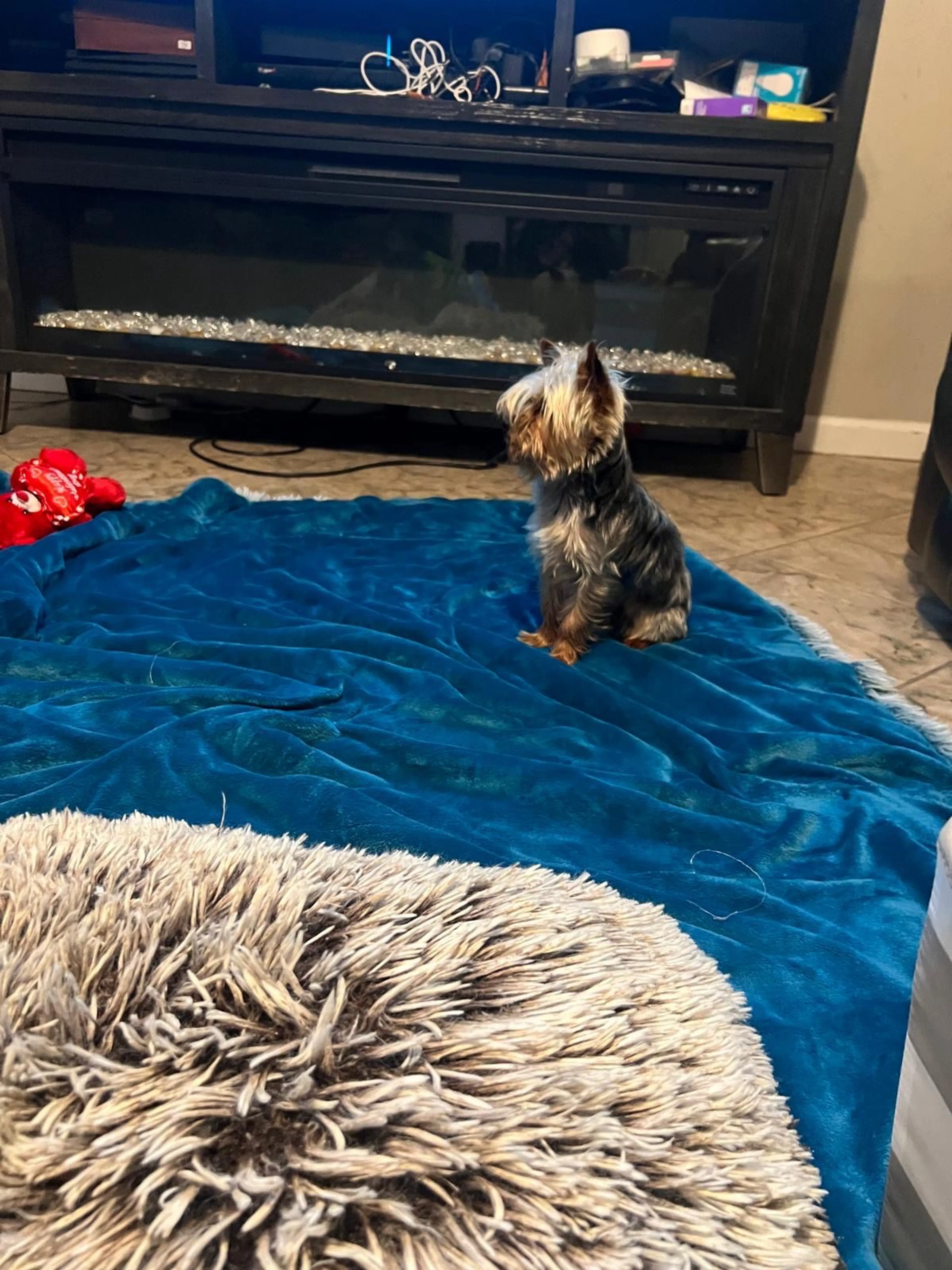 Lost pet-2