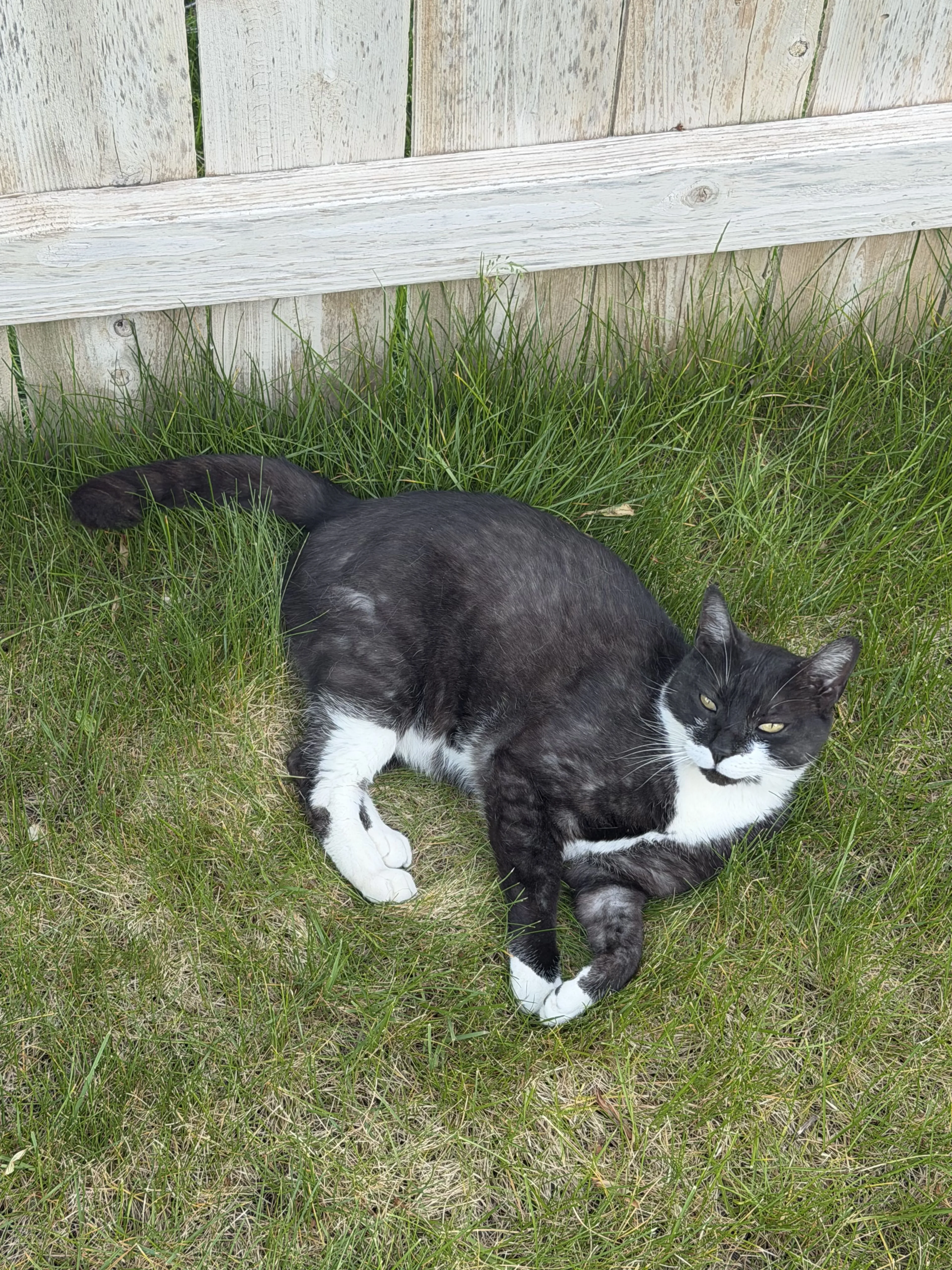 Lost pet-1
