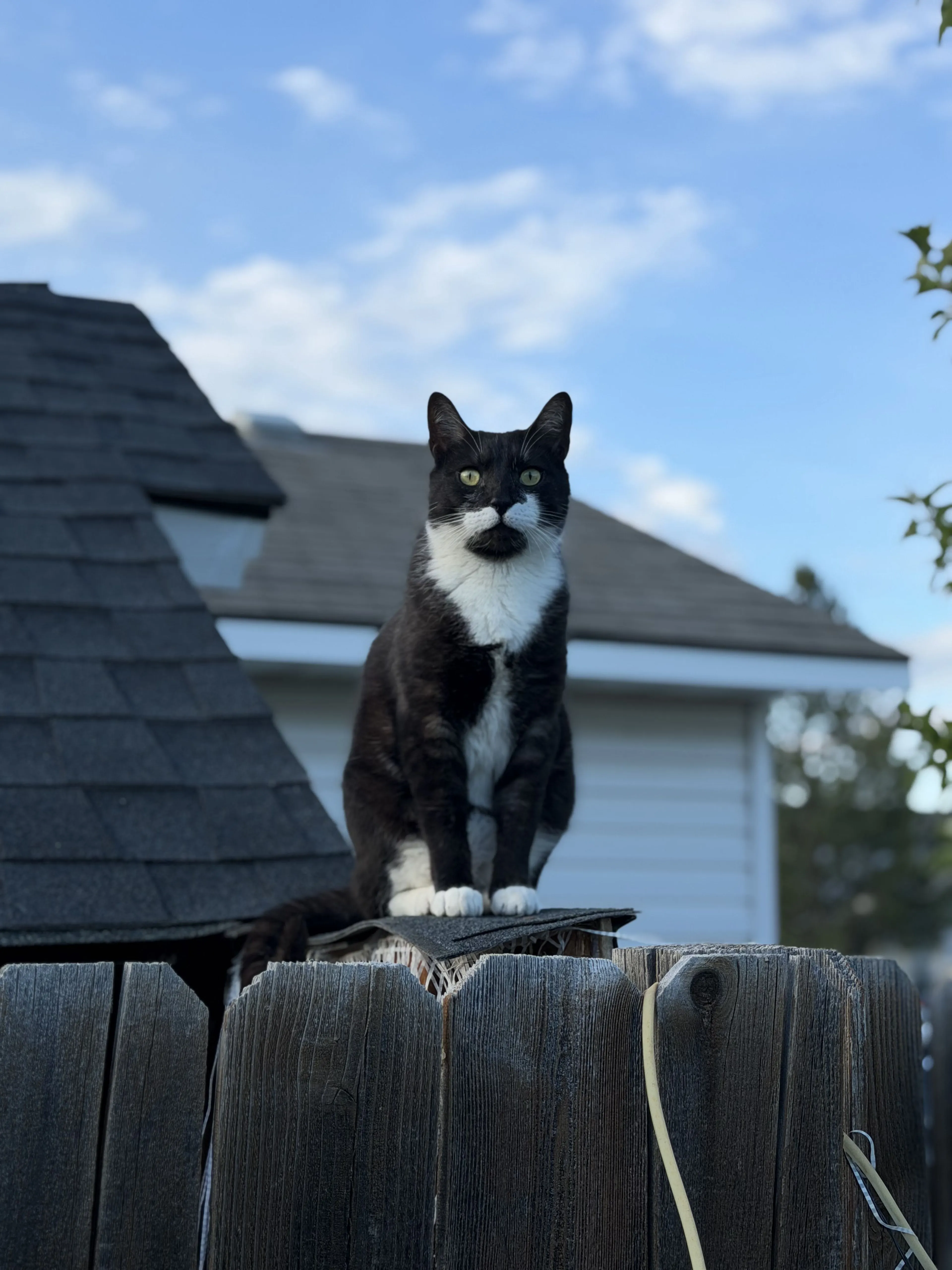 Lost pet-2