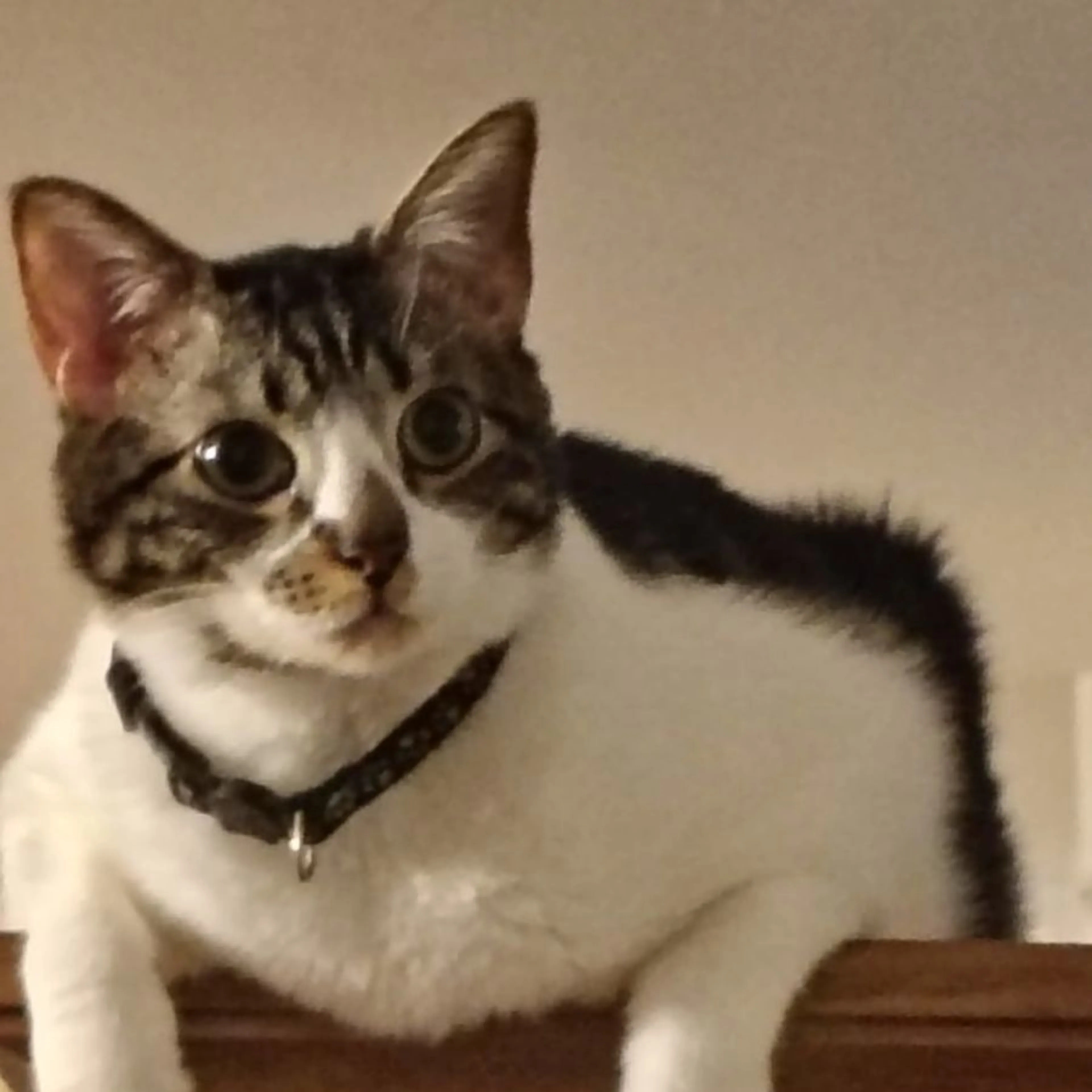 Lost pet-0