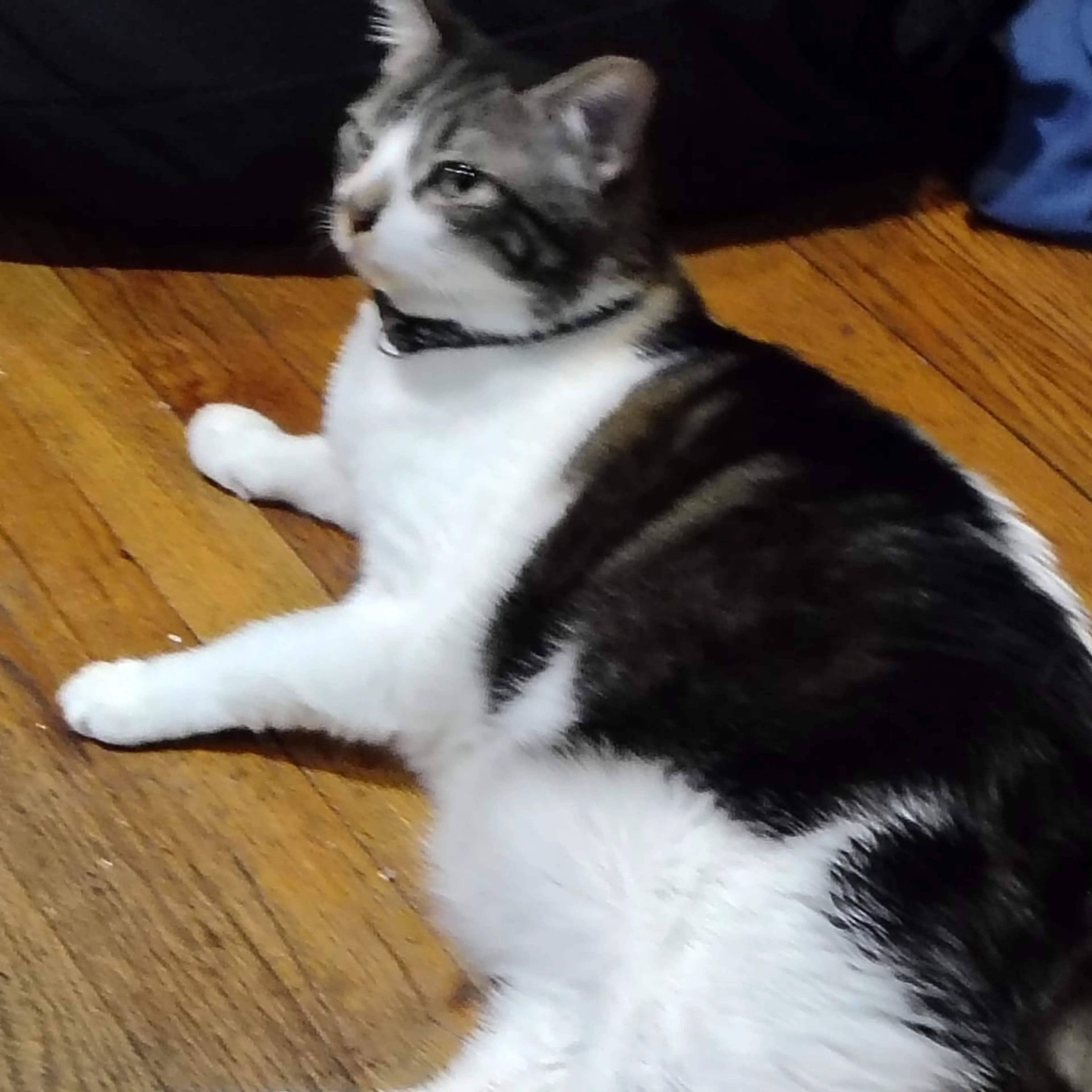 Lost pet-1