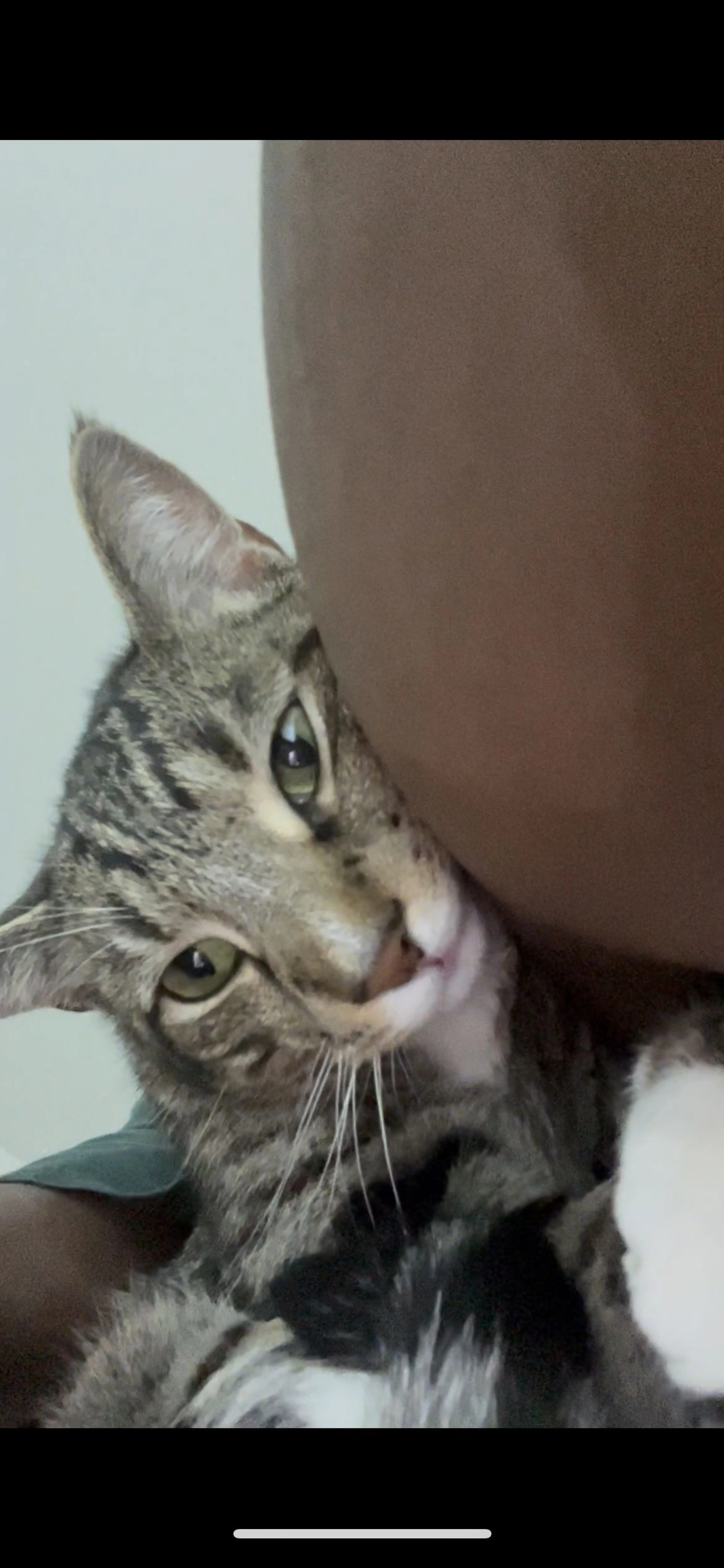 Lost pet-1