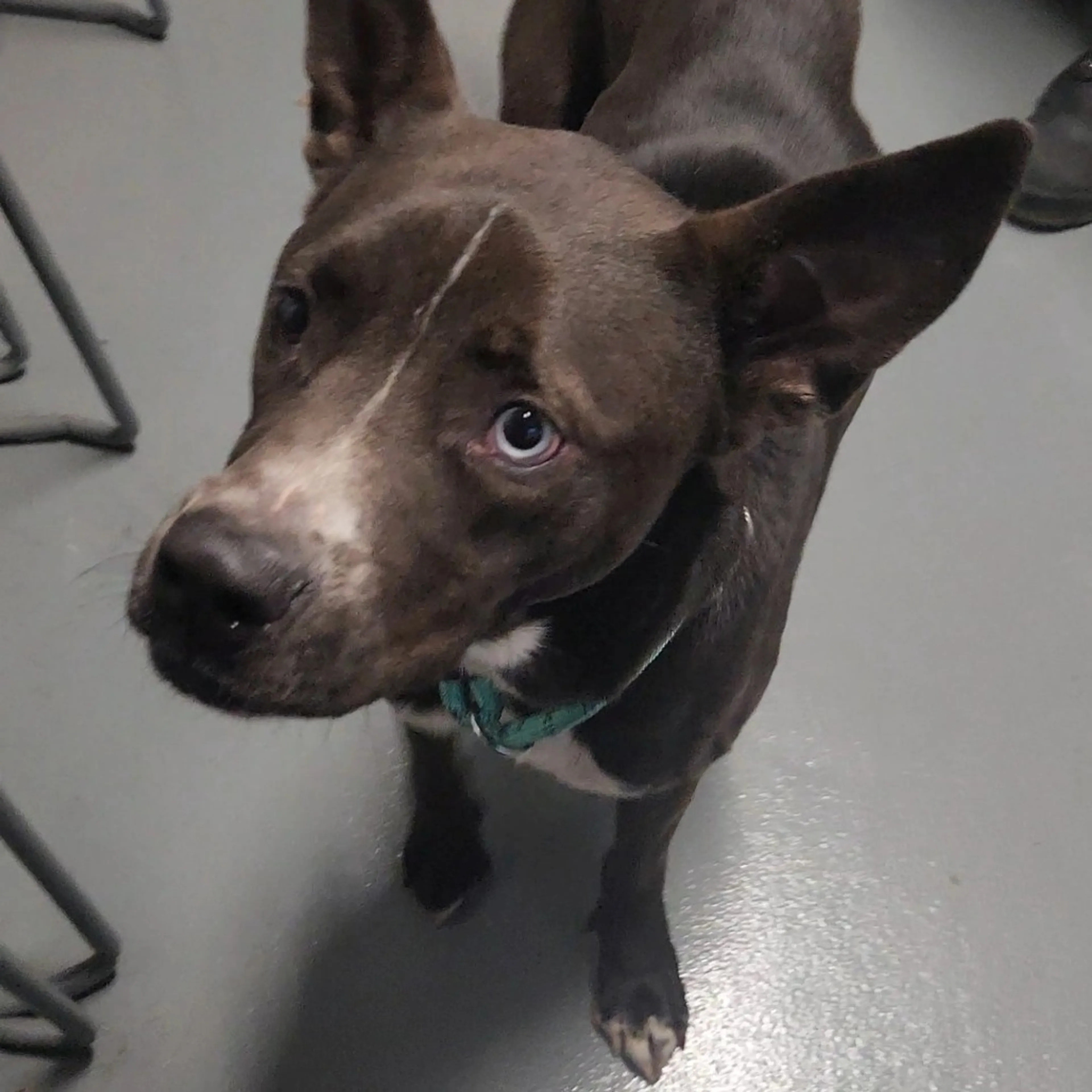 Found pet