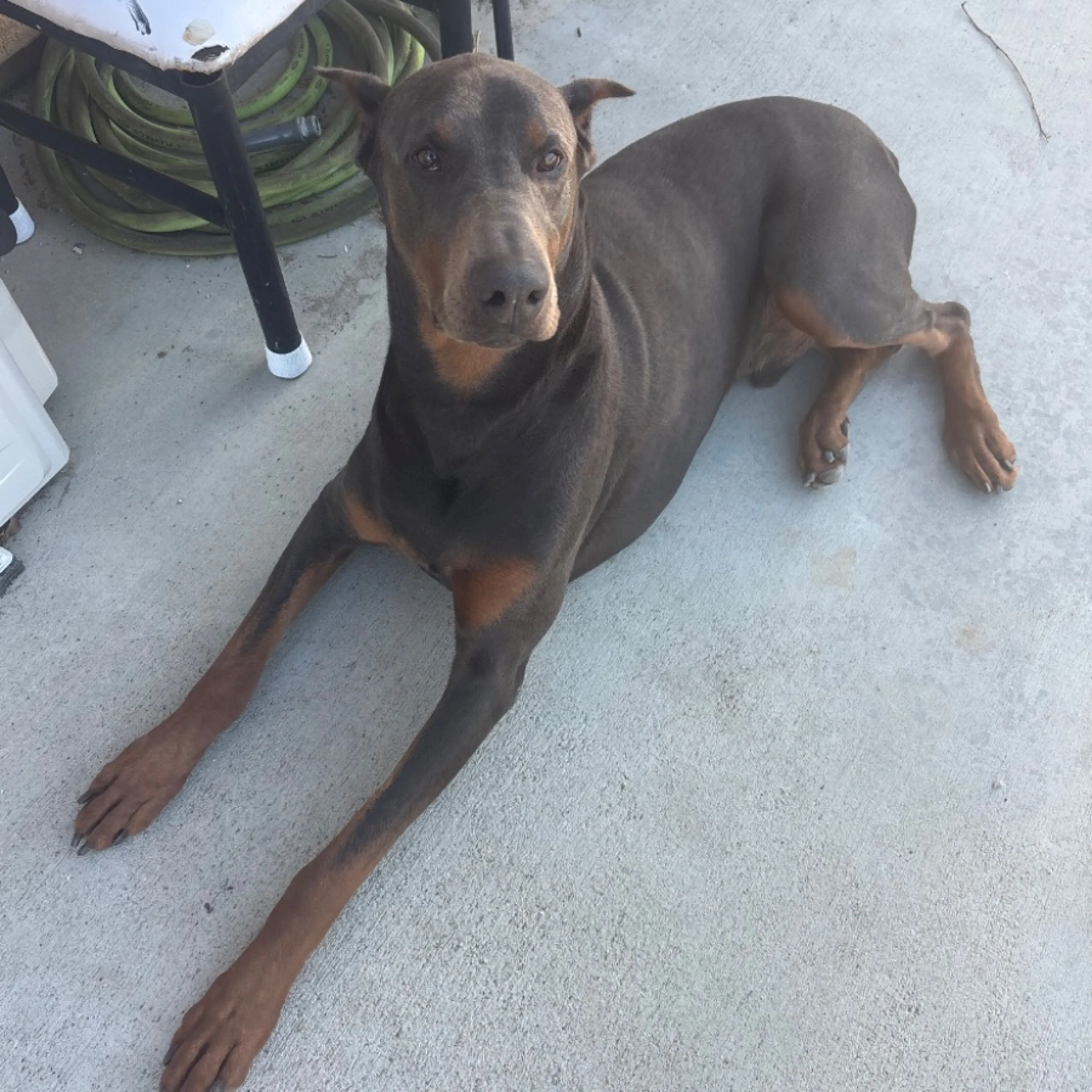 Found pet