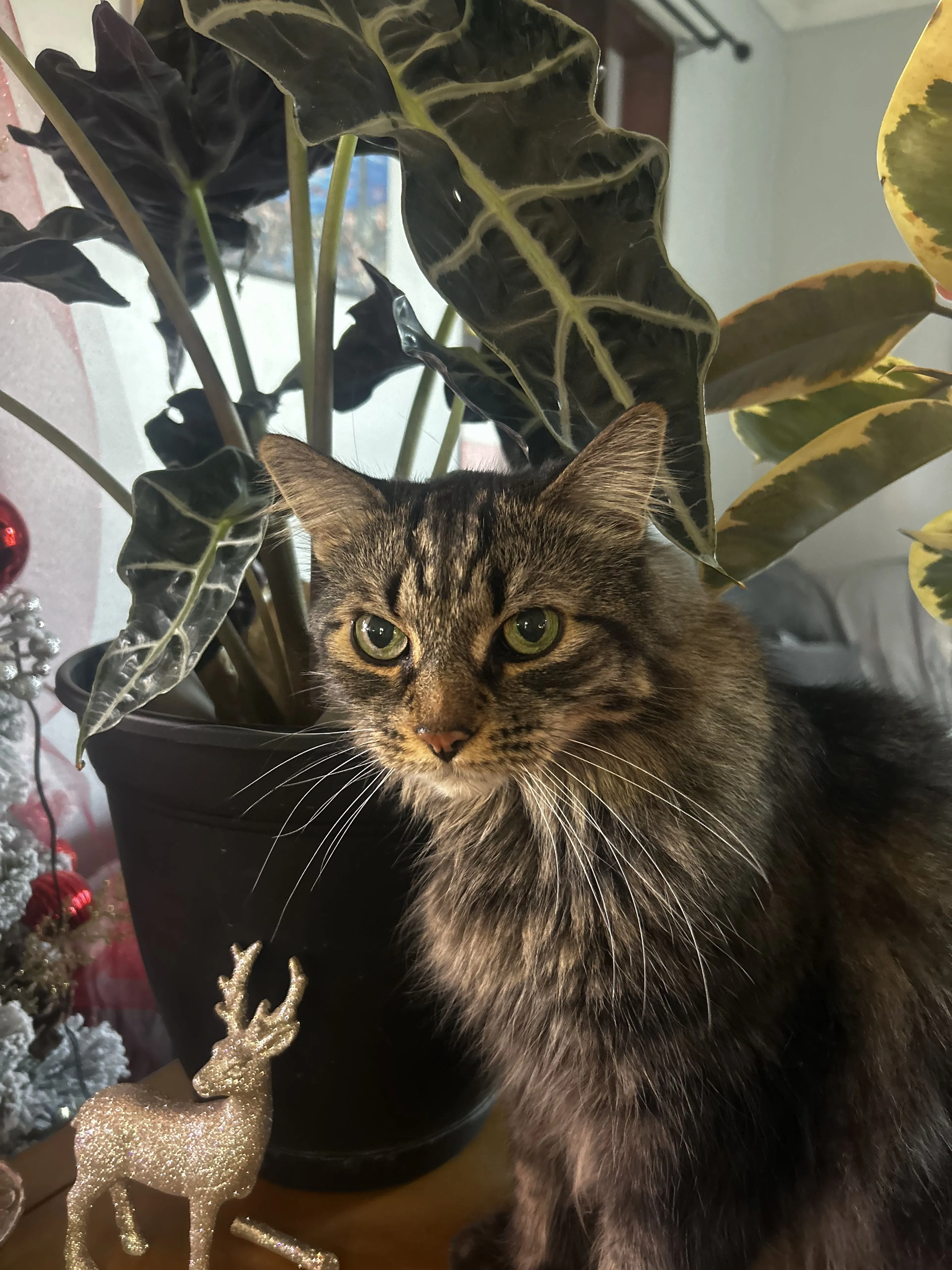 Lost pet-3