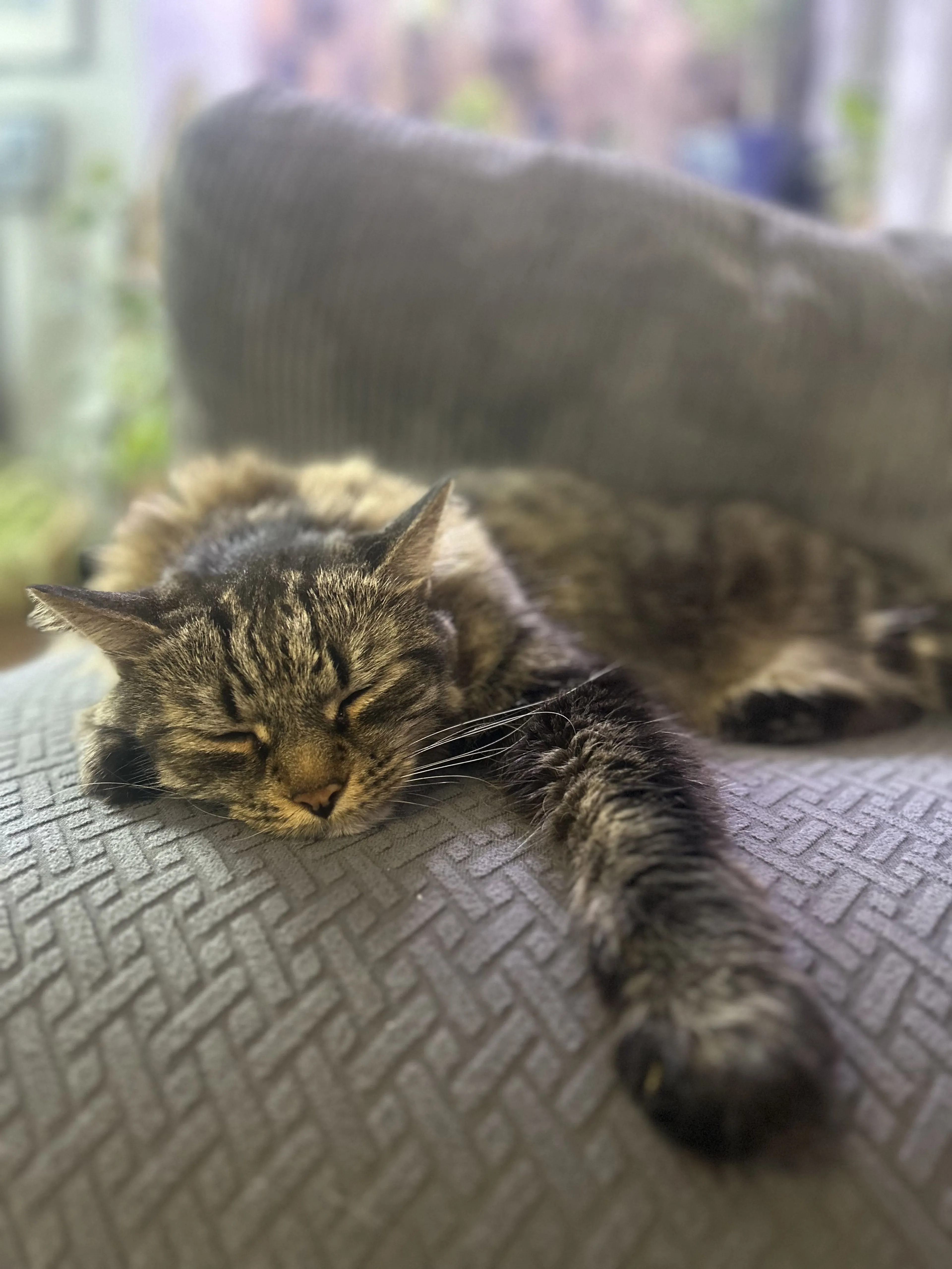 Lost pet-0