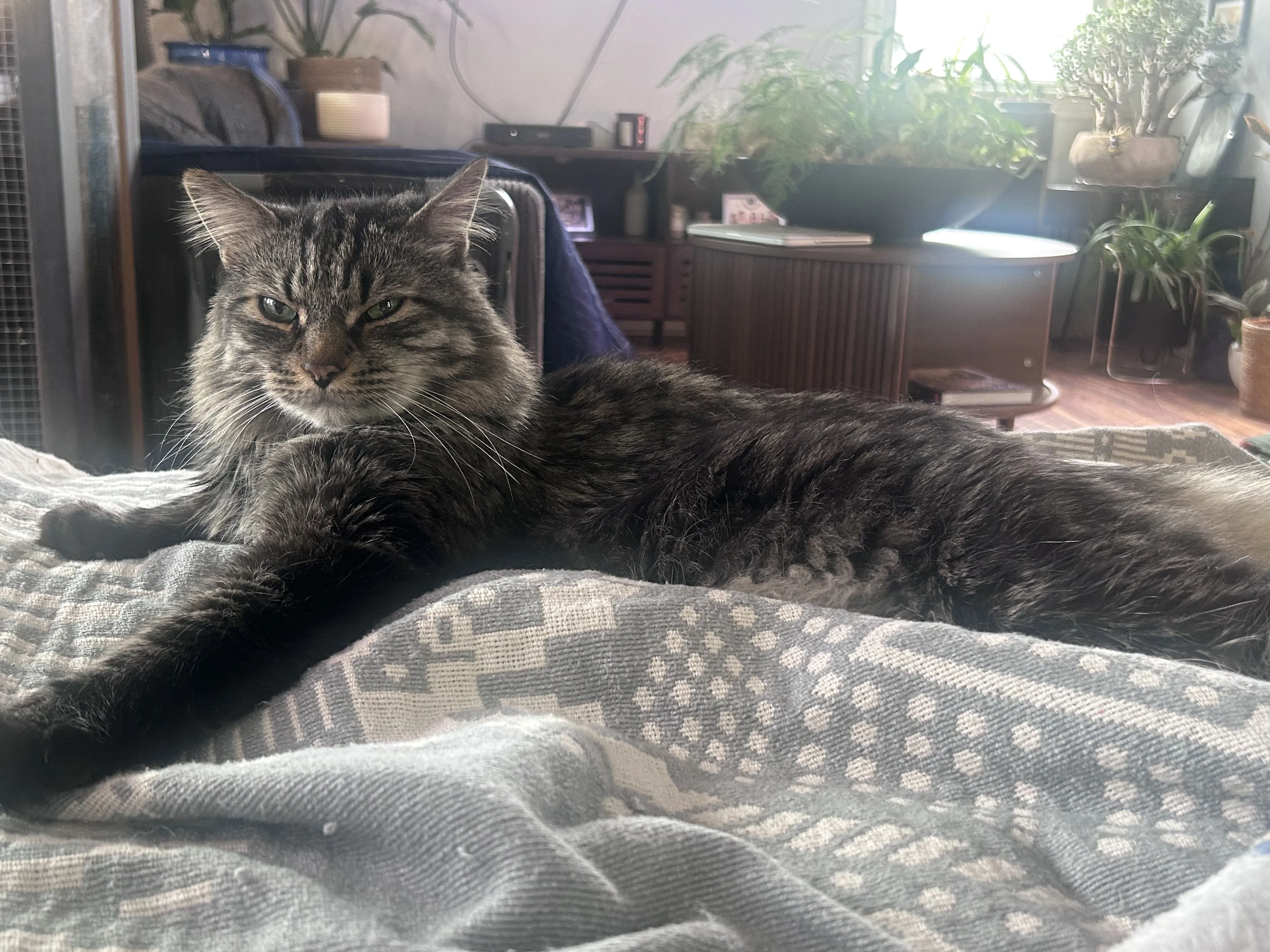 Lost pet-2