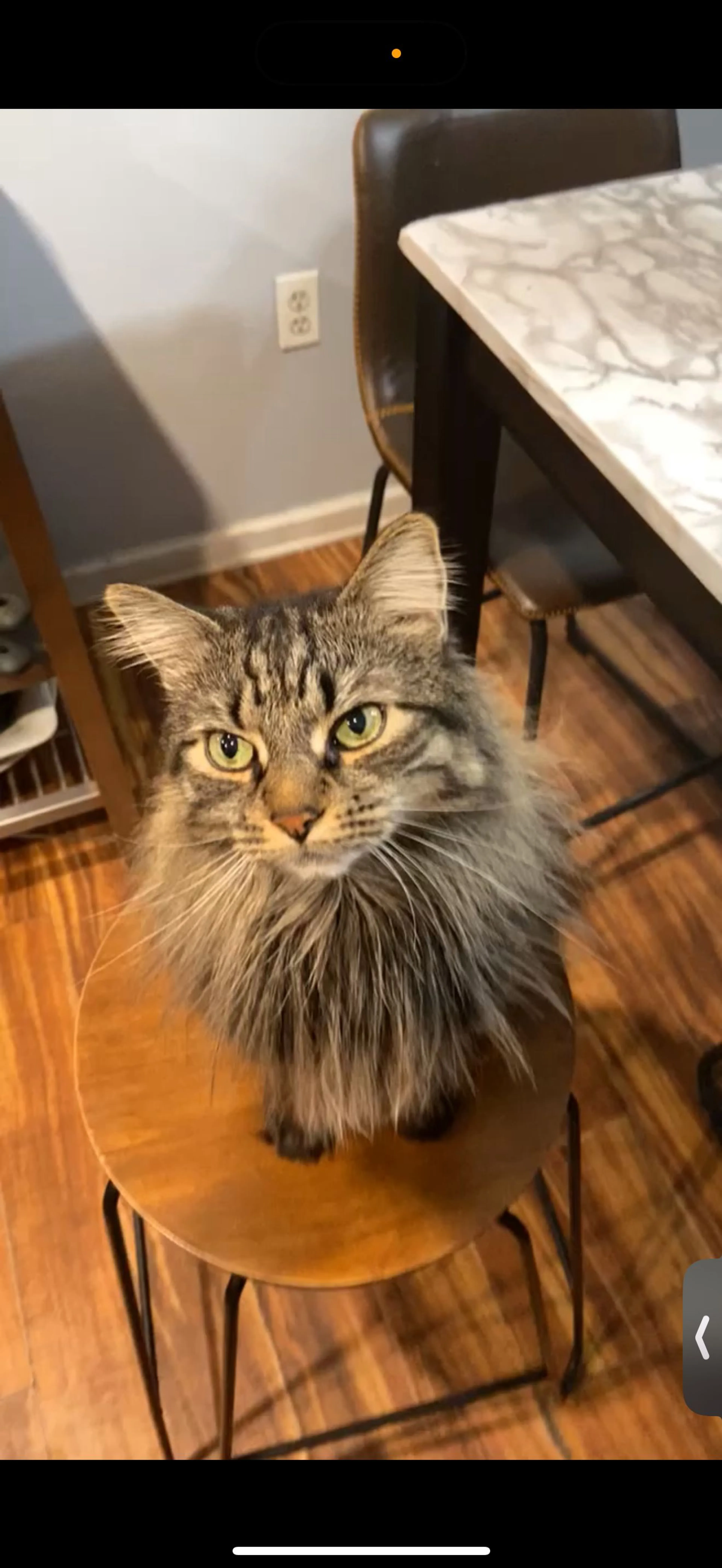 Lost pet-1