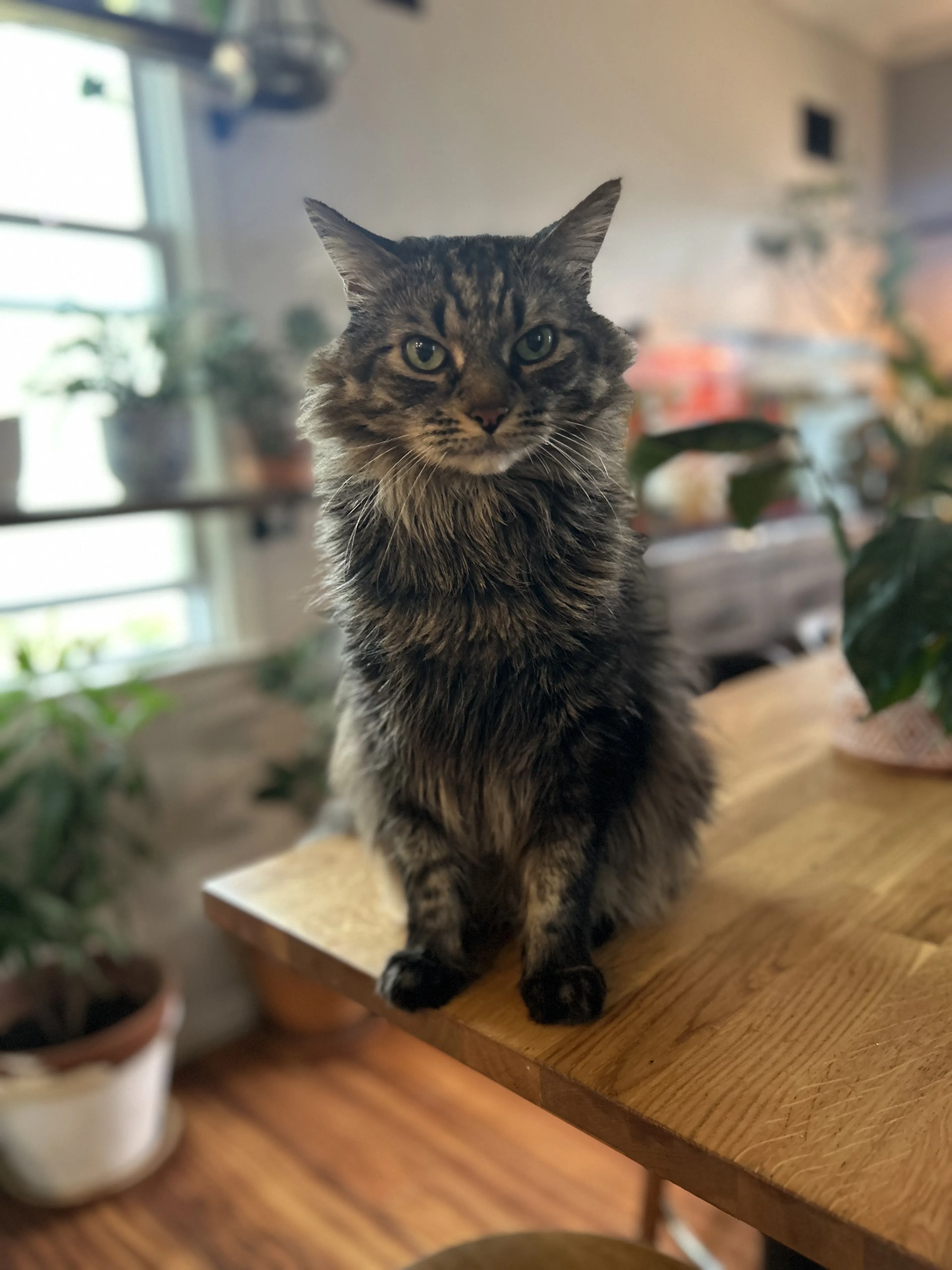 Lost pet-4