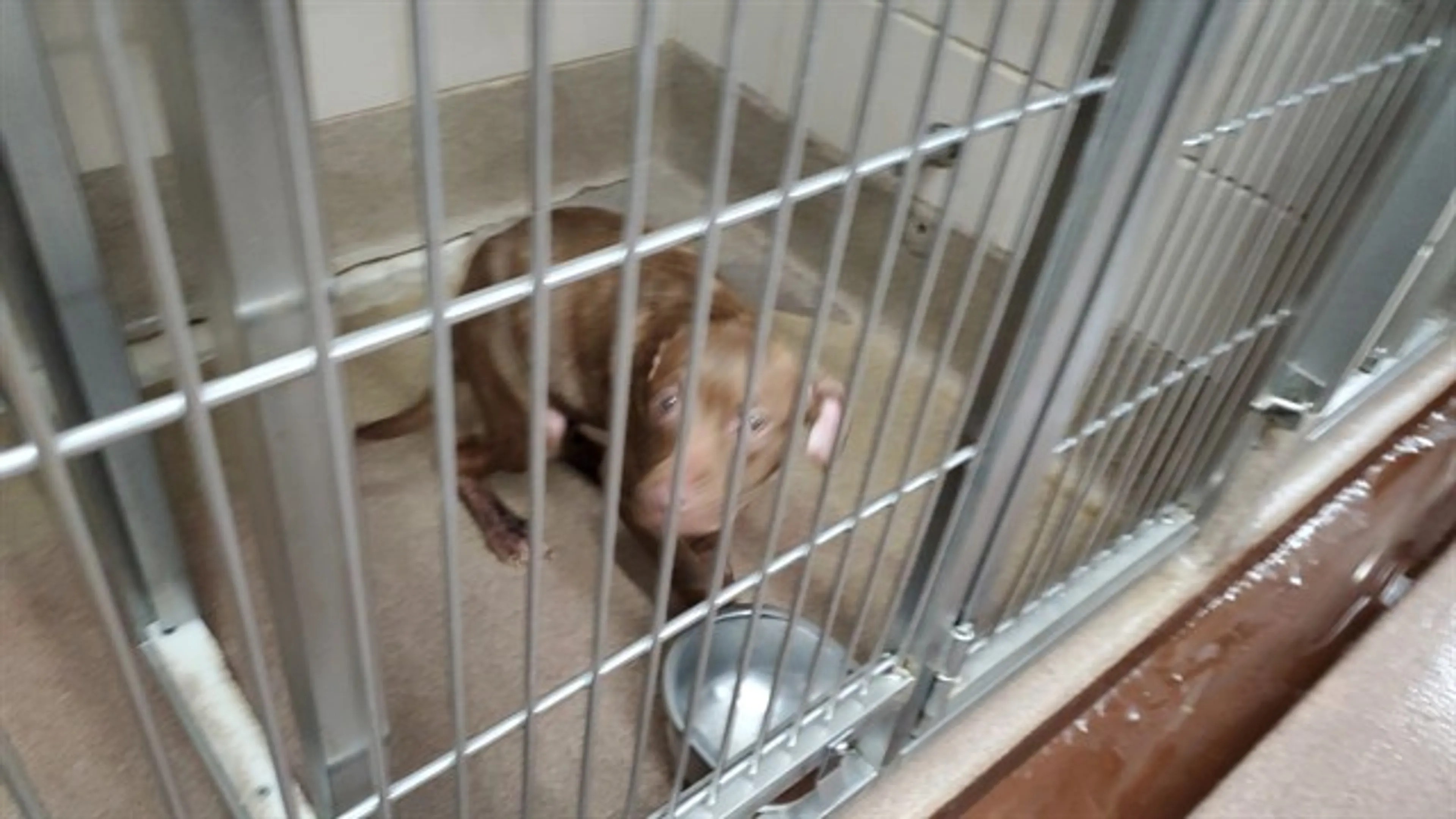 Found pet