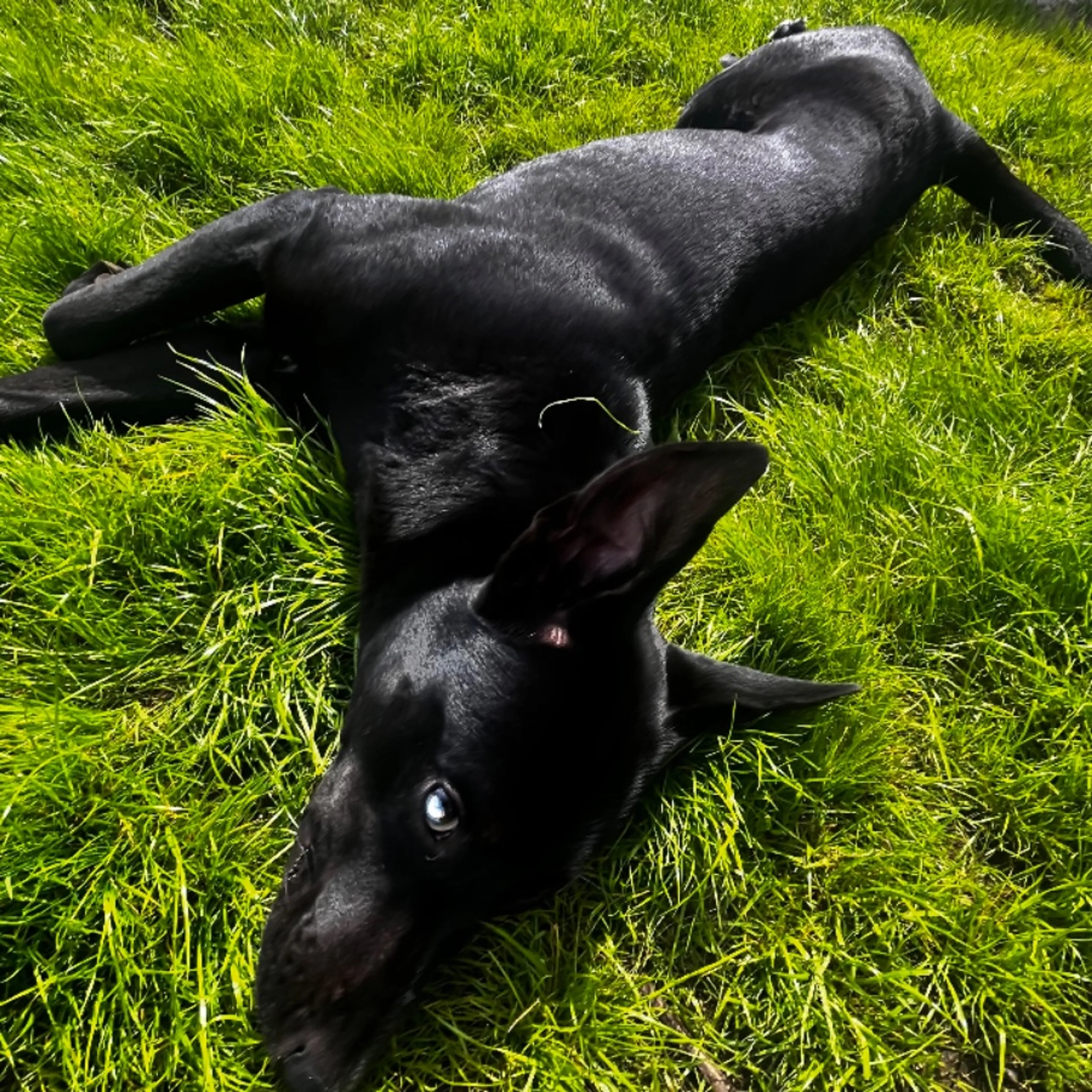 Lost pet