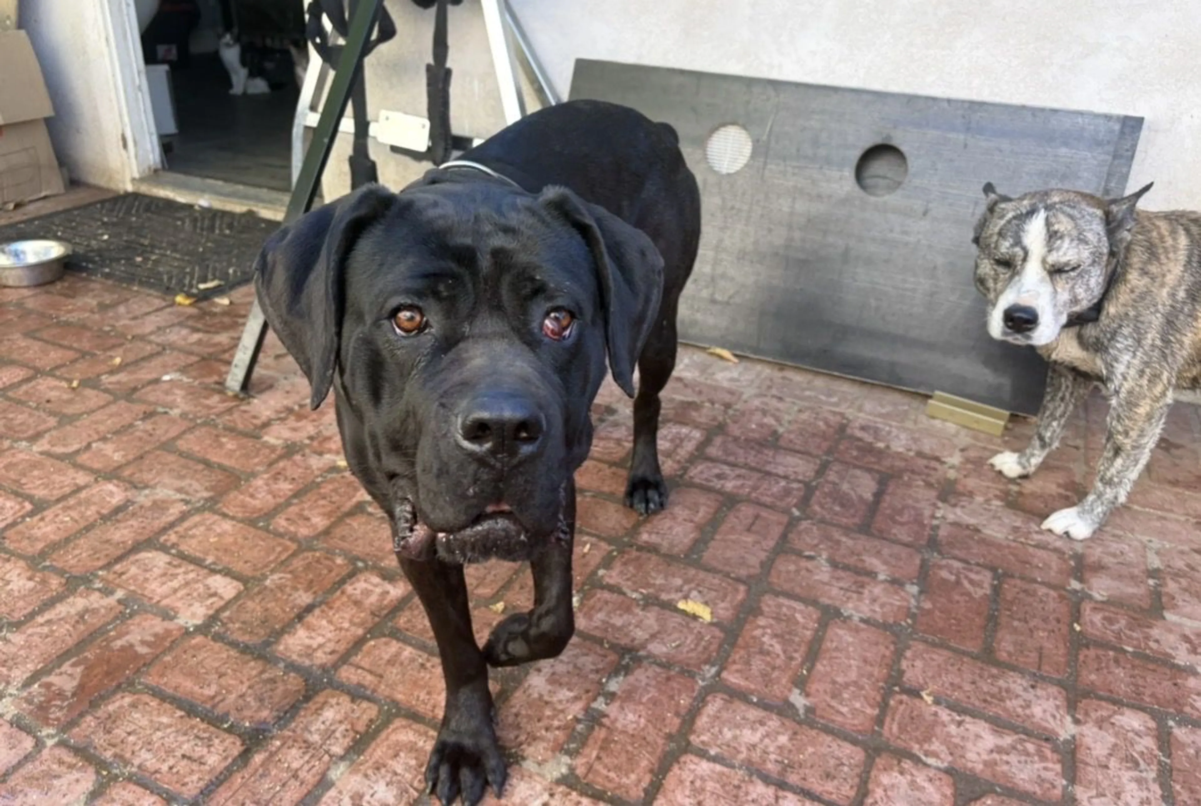 Lost pet