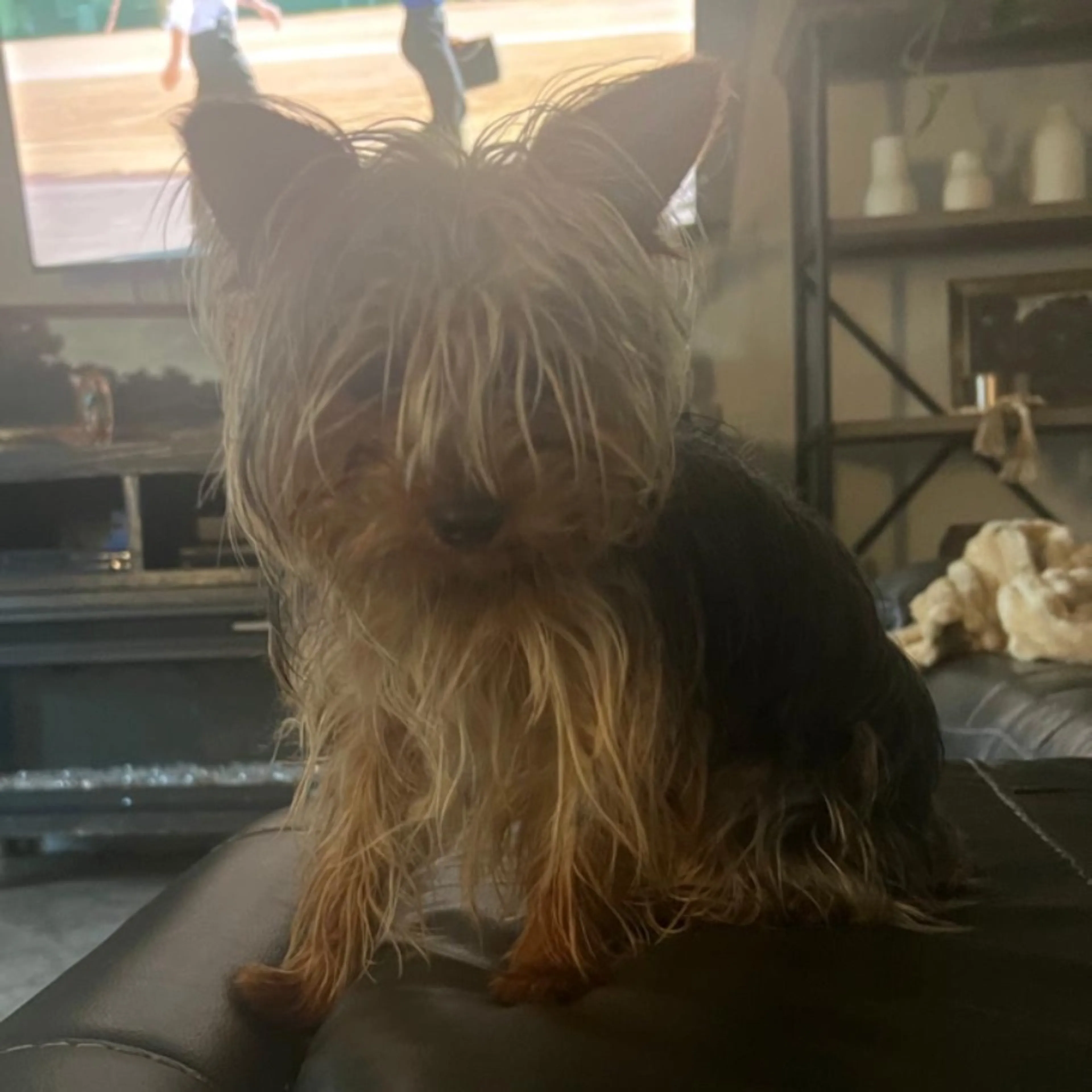 Lost pet