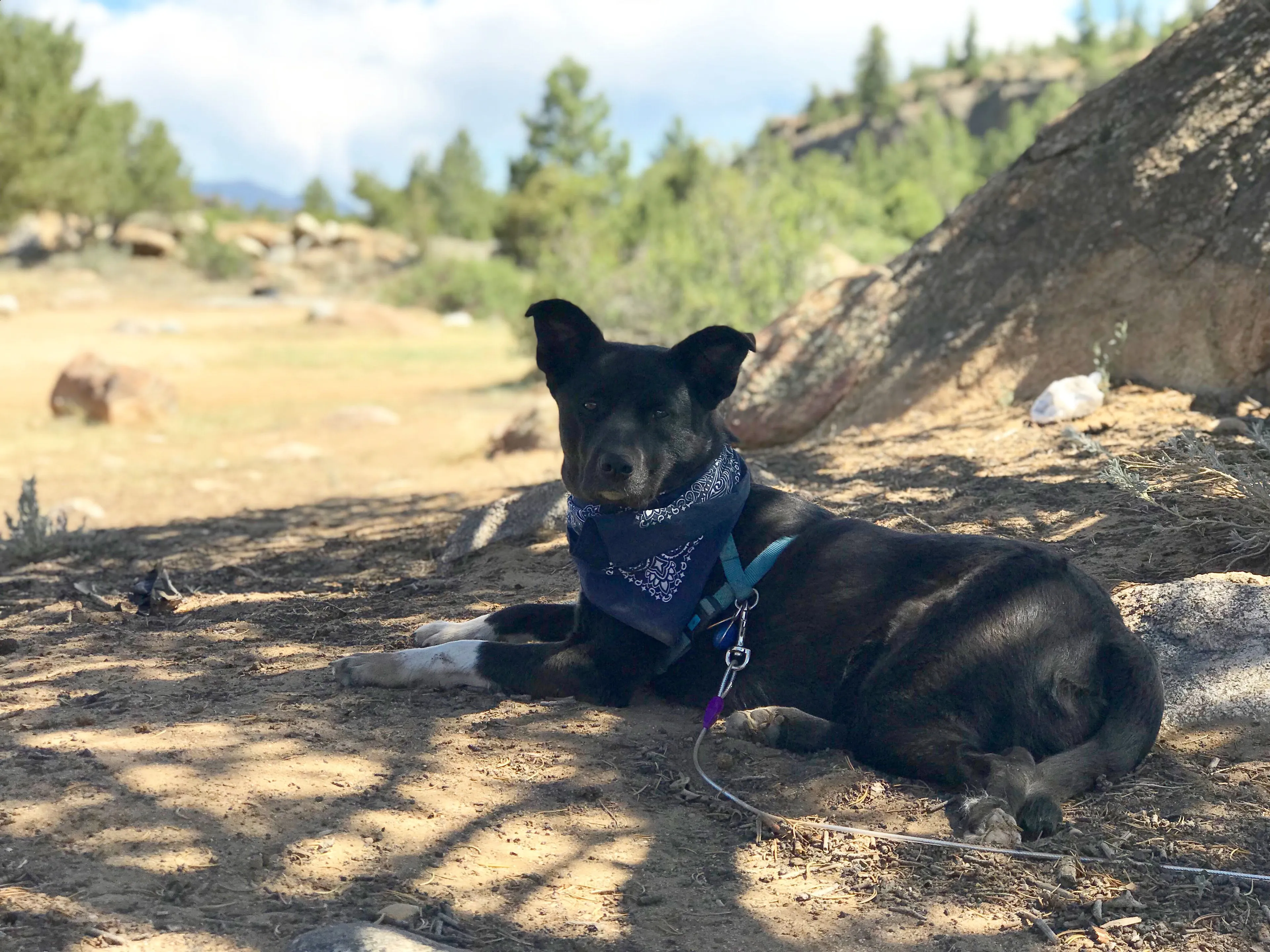 Lost pet-1