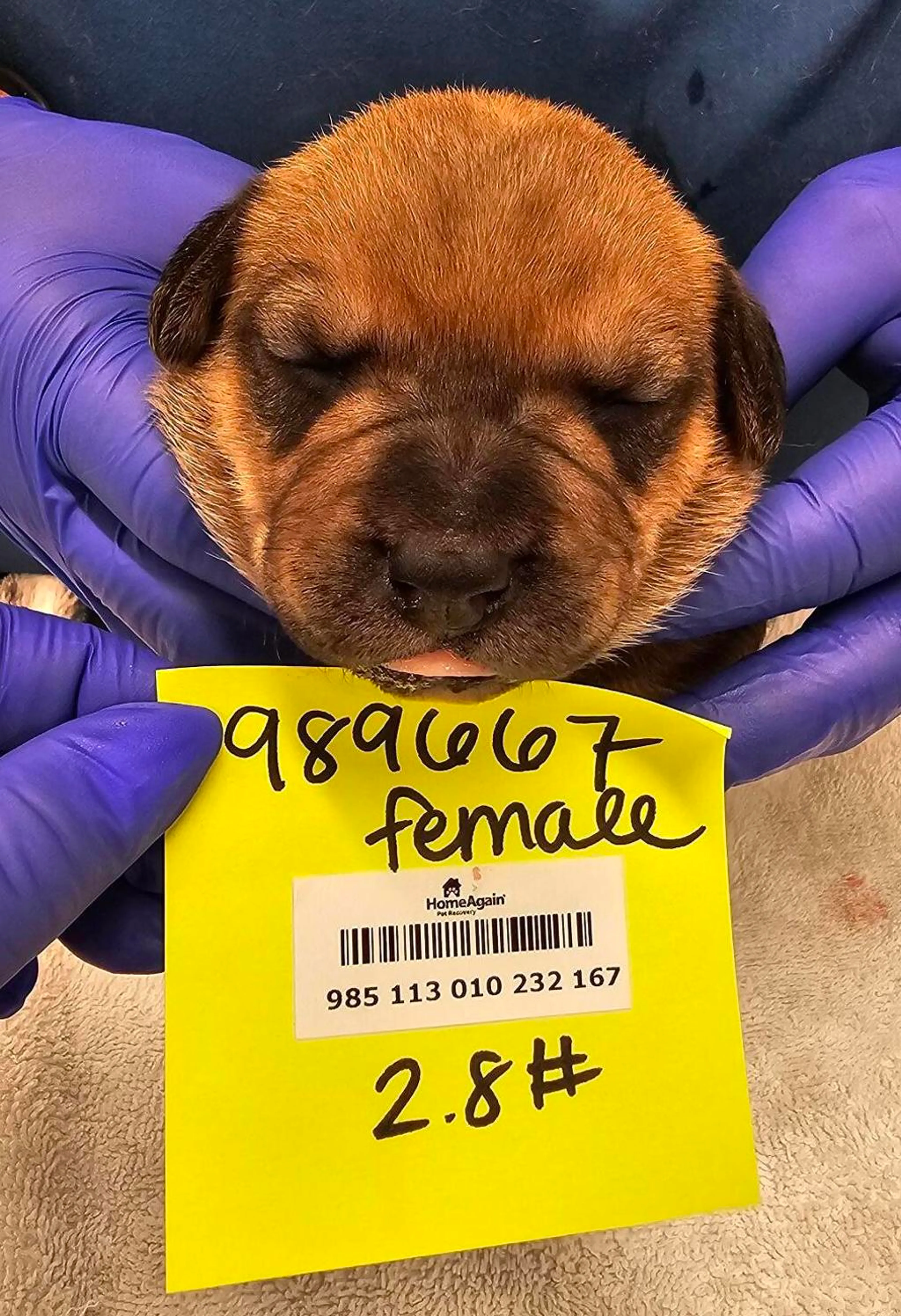 Found pet