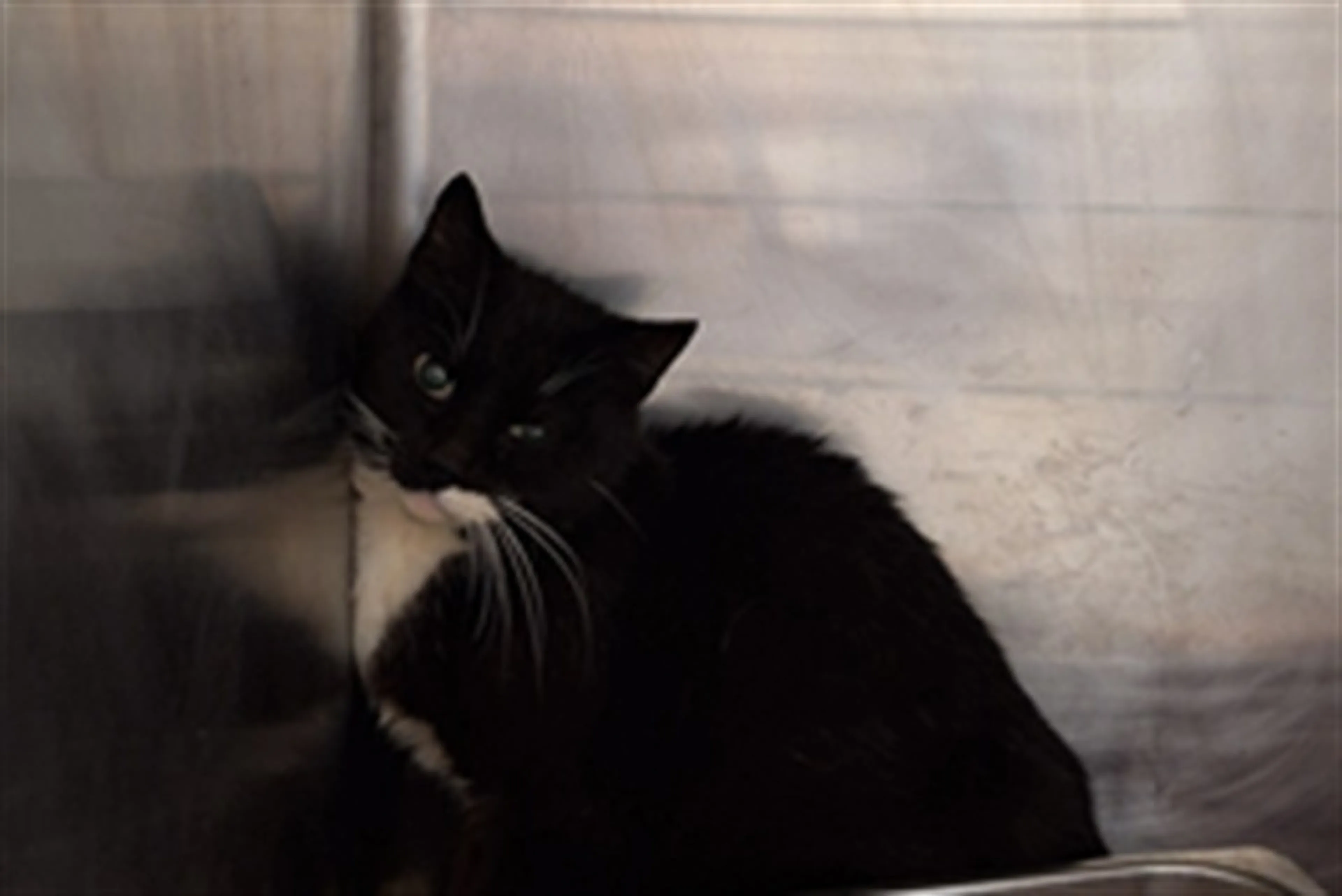 Found pet