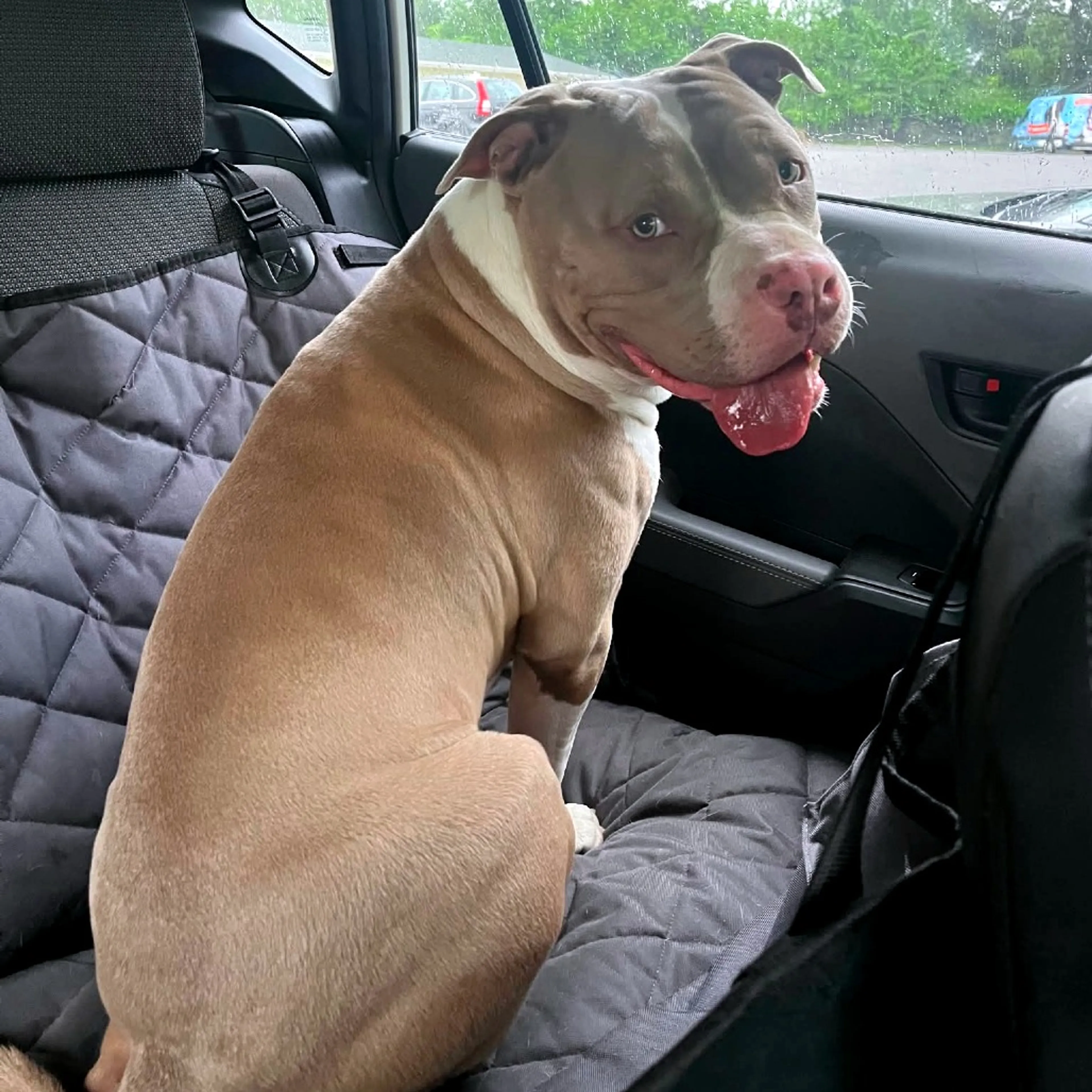 Found pet-3