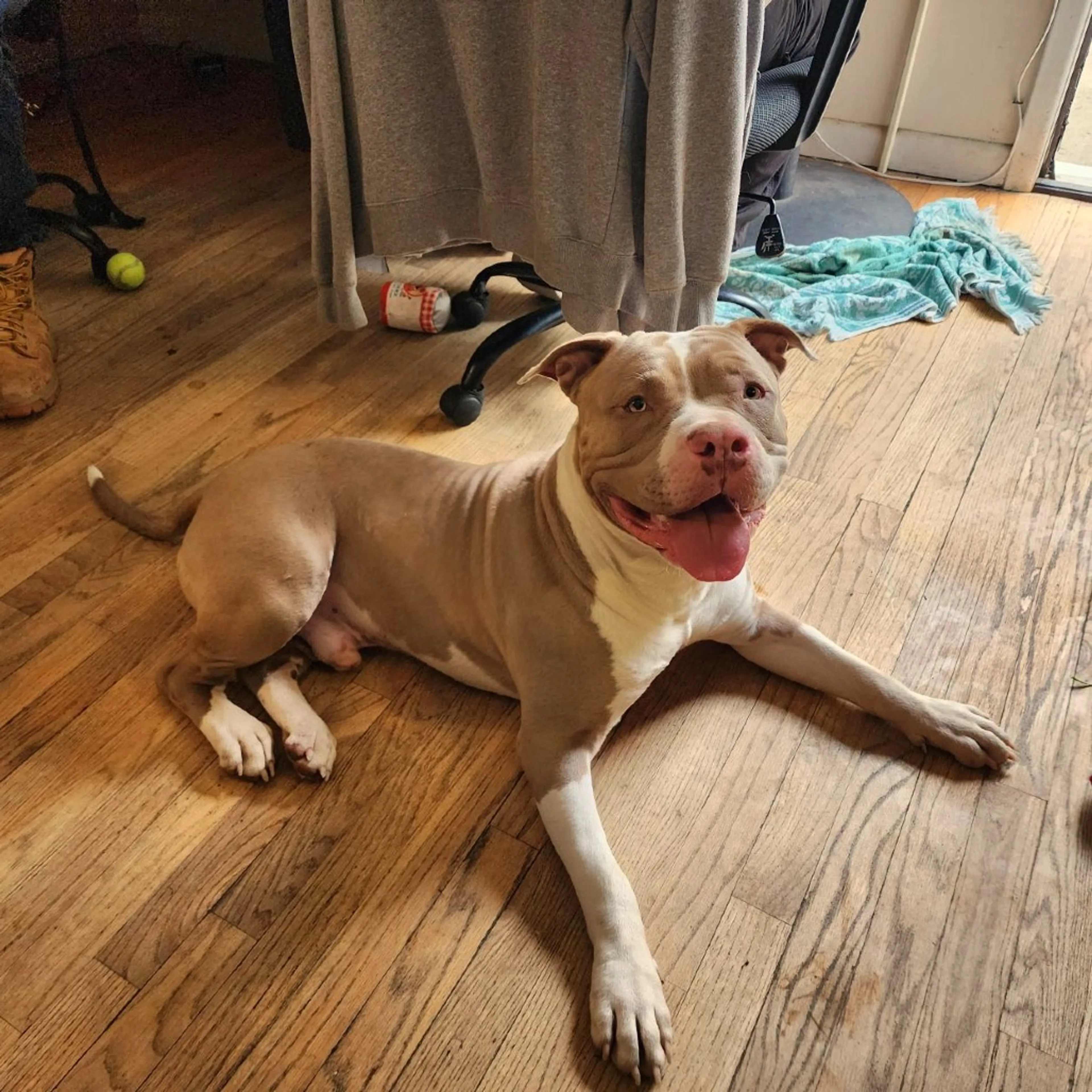 Found pet-2