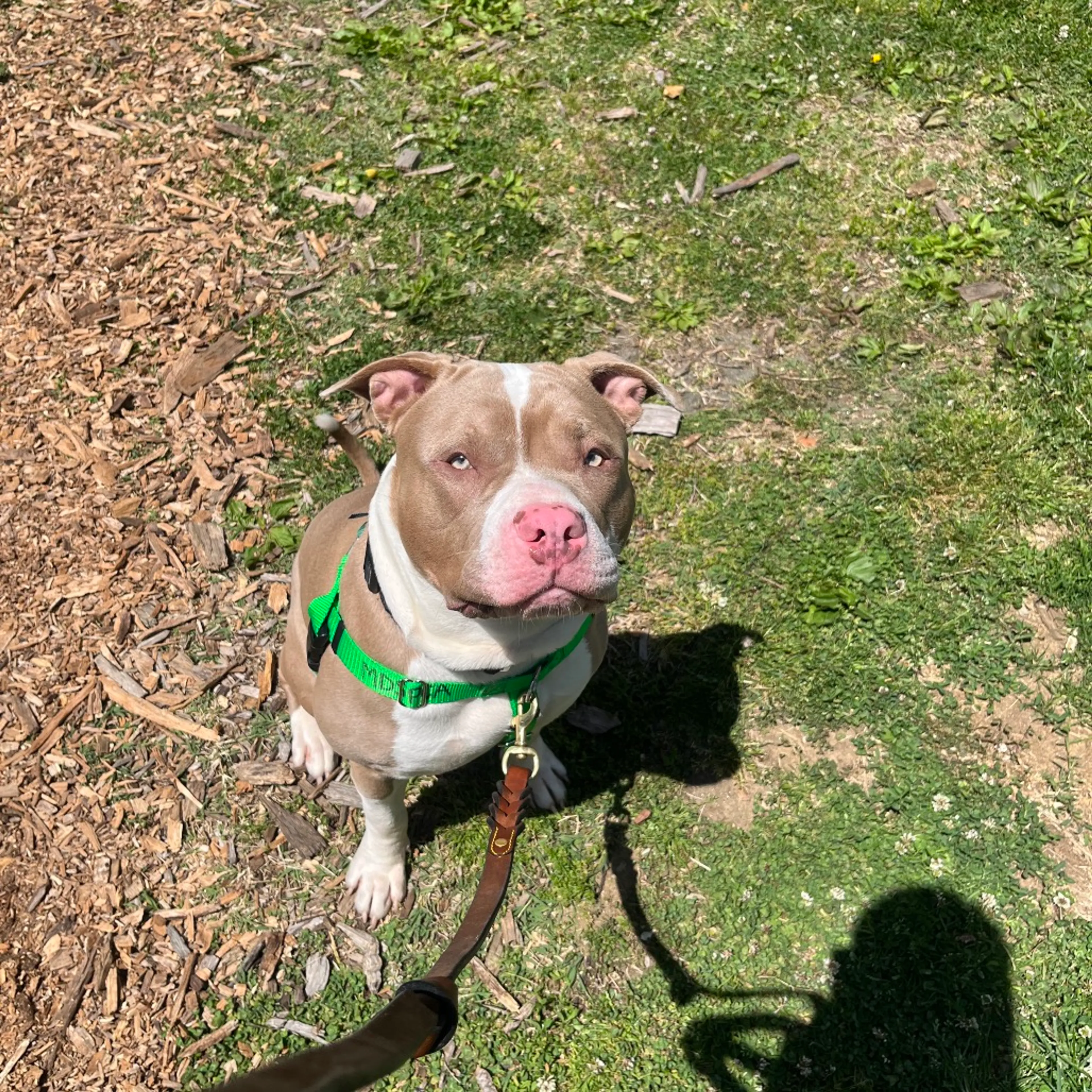 Found pet-5