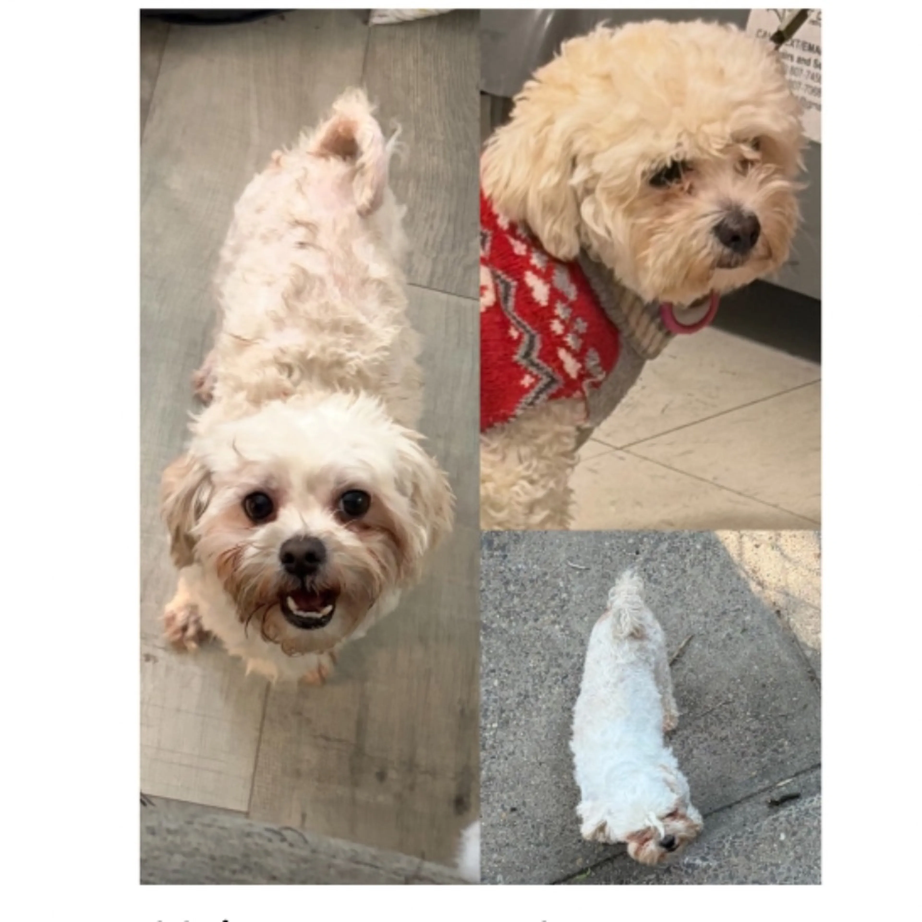 Lost pet-0