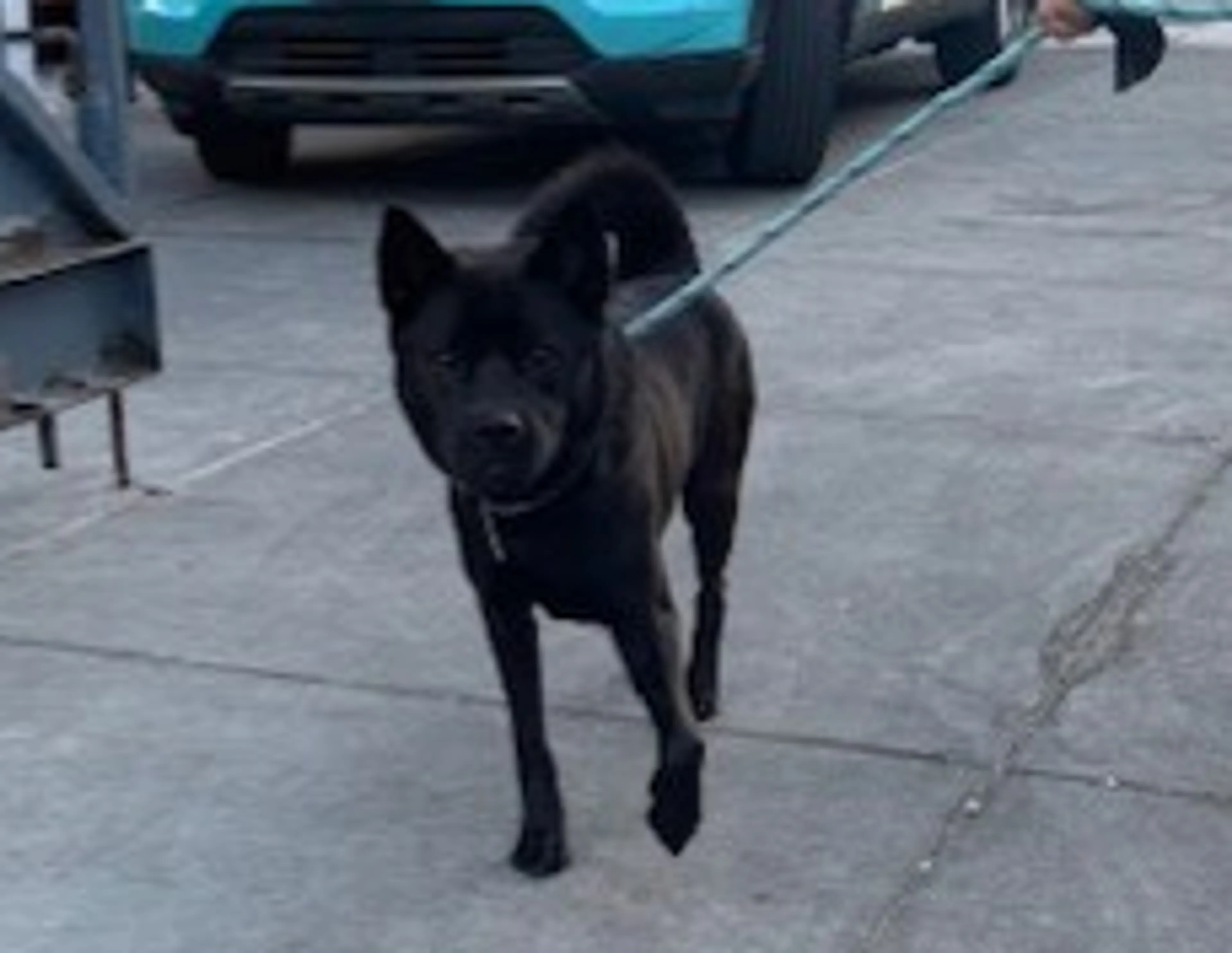 Found pet-1