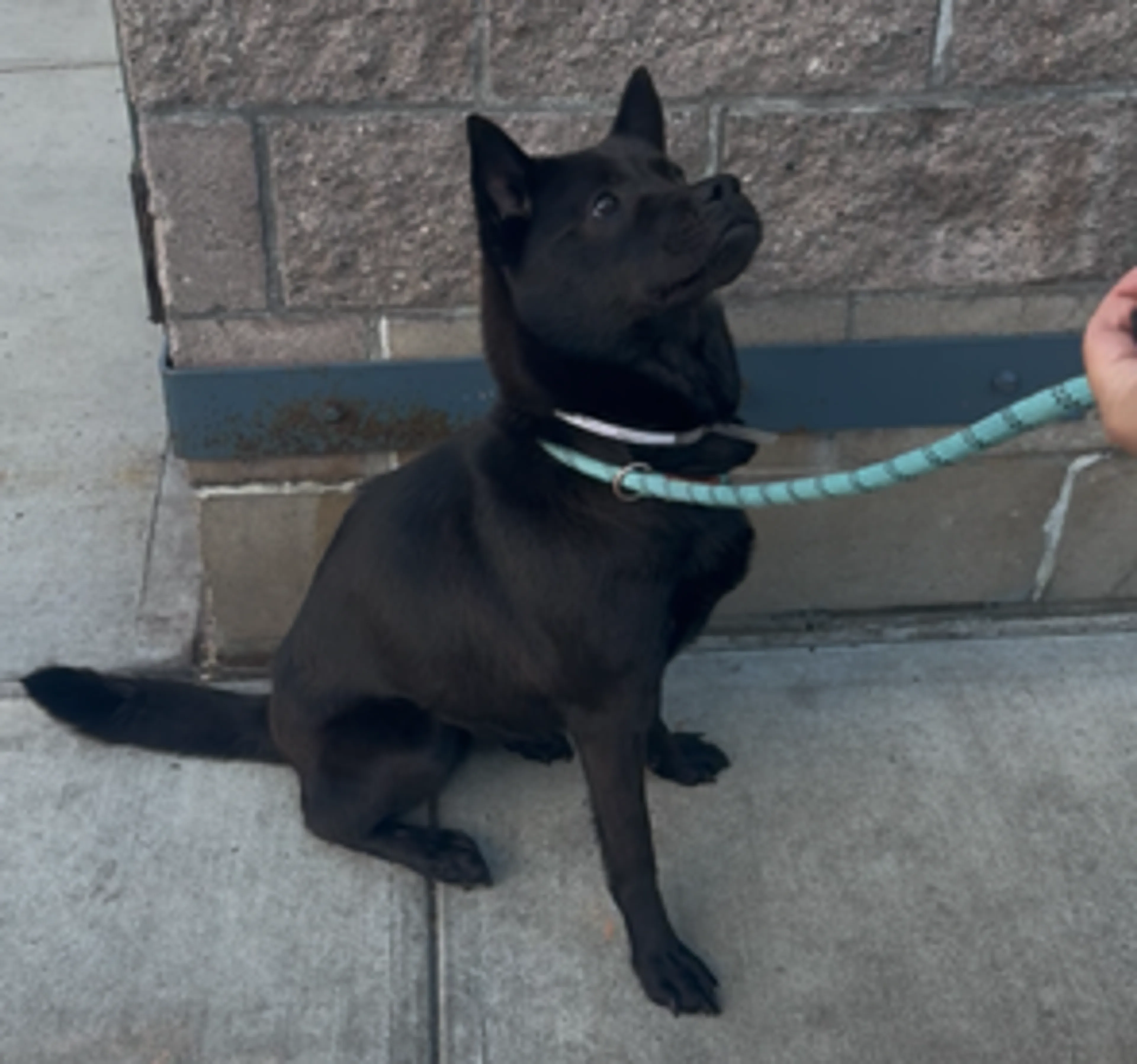 Found pet-2