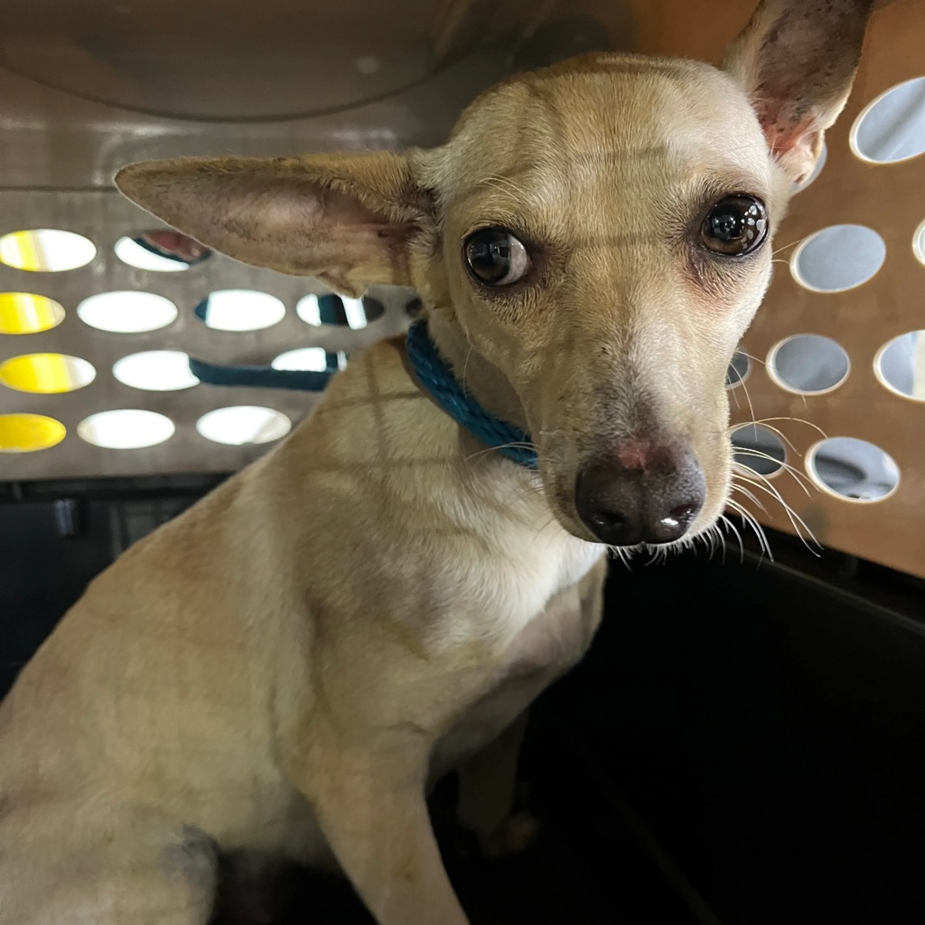 Found pet