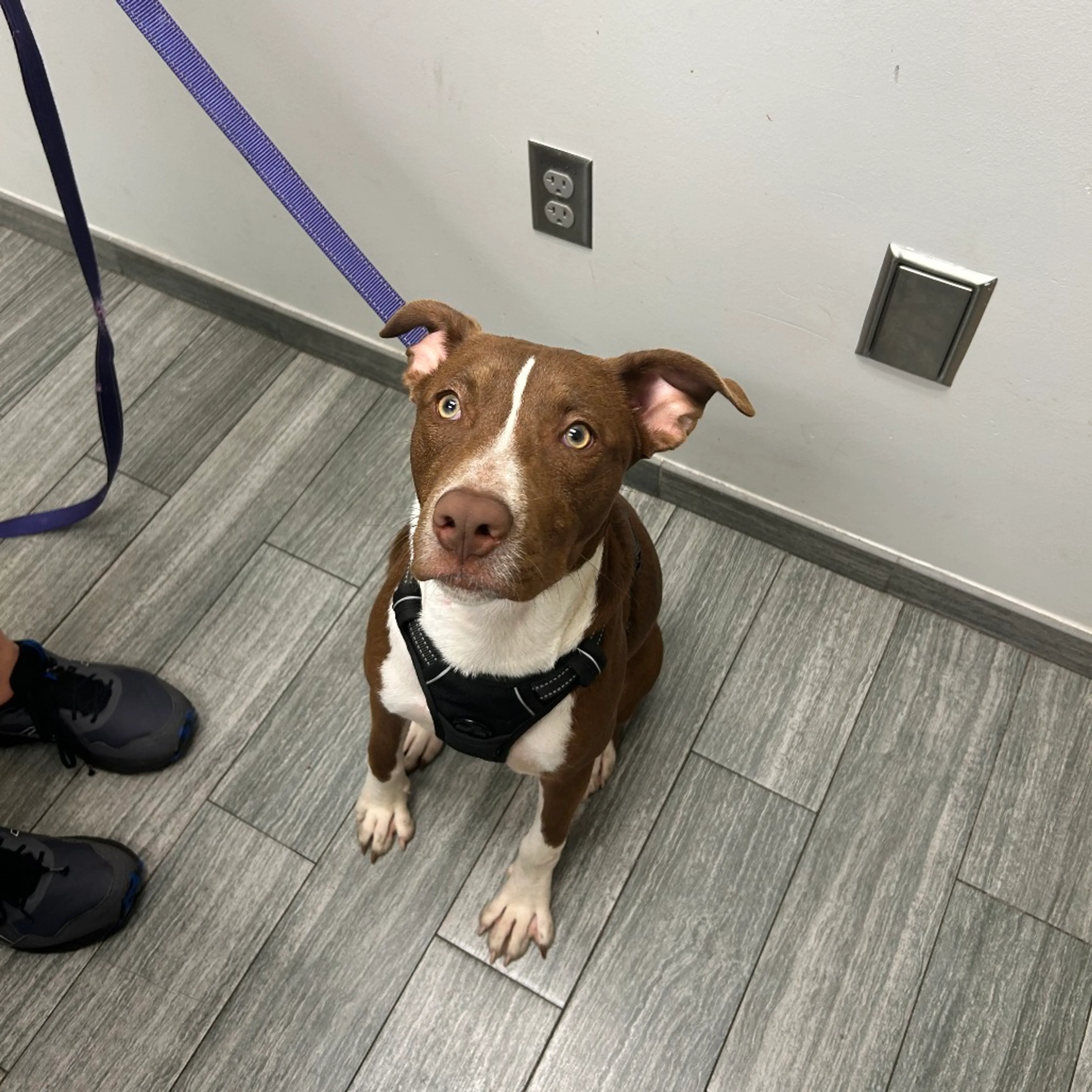 Found pet