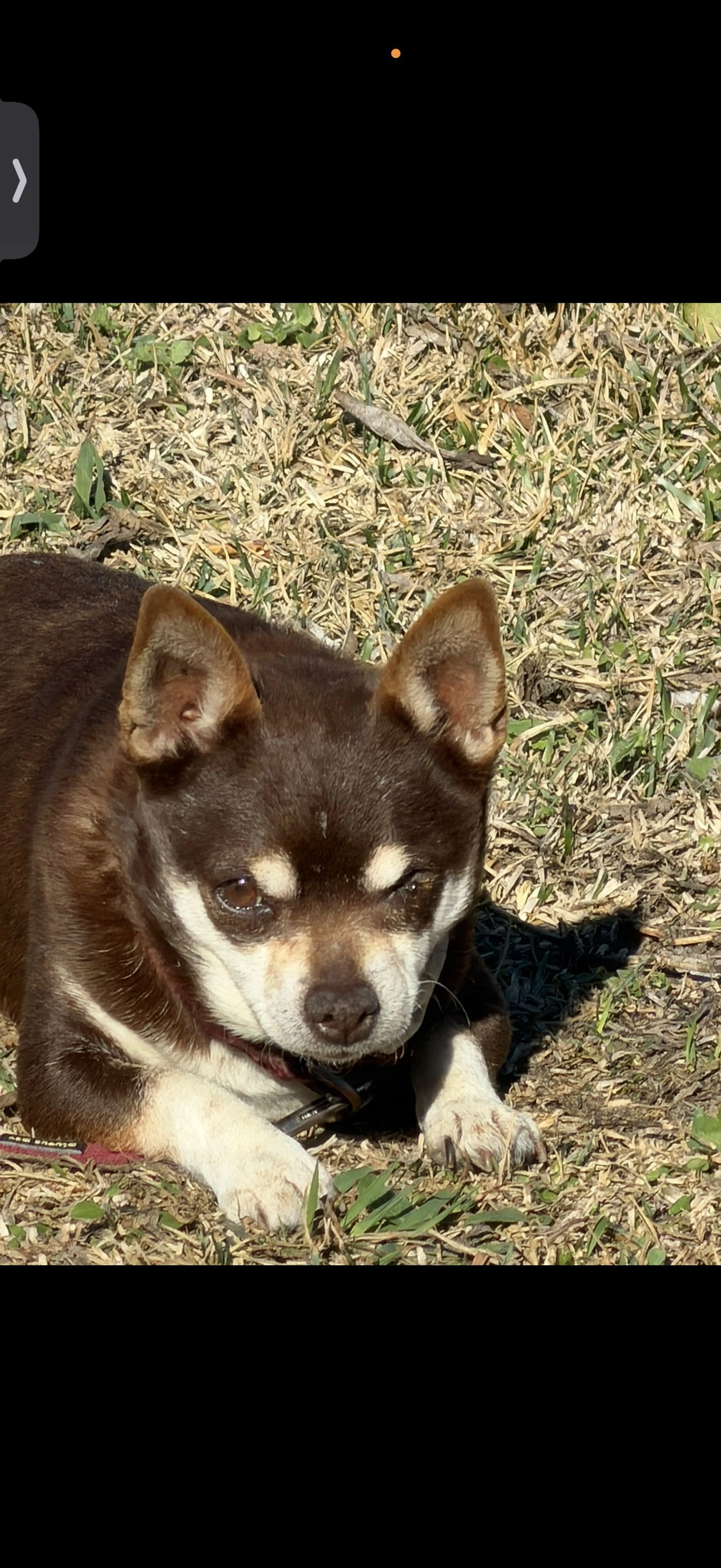 Lost pet