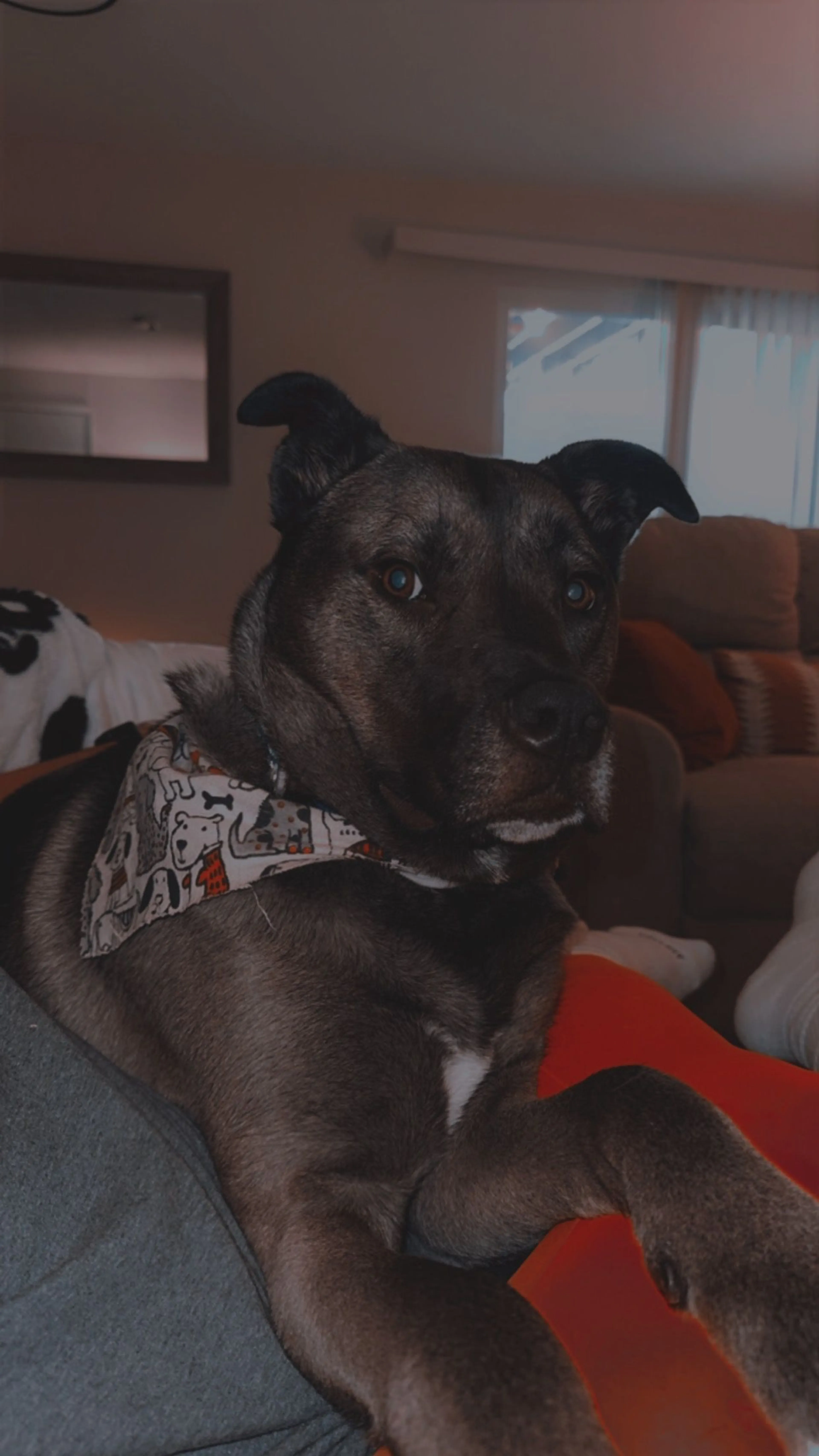Lost pet-4
