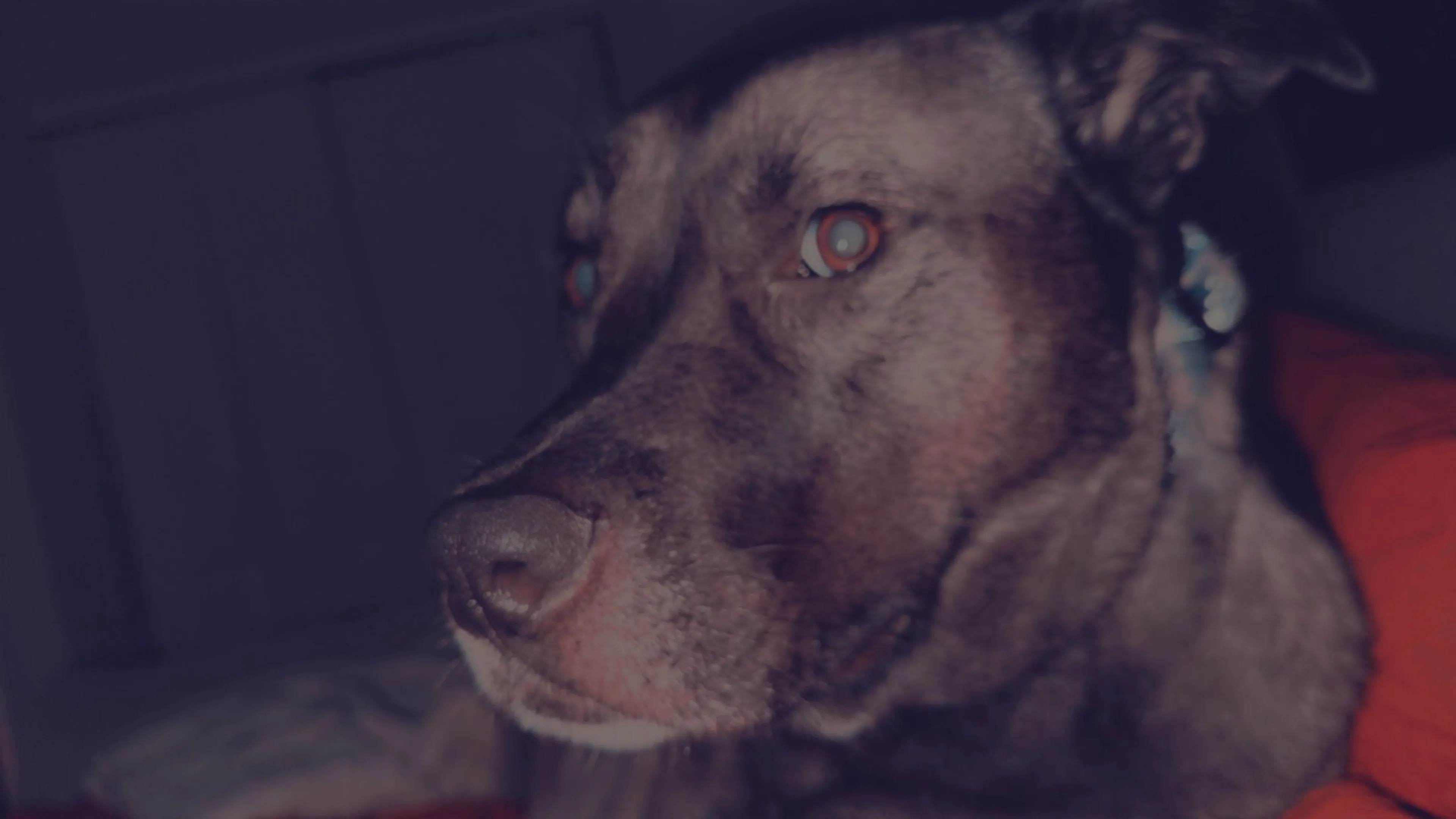 Lost pet-0