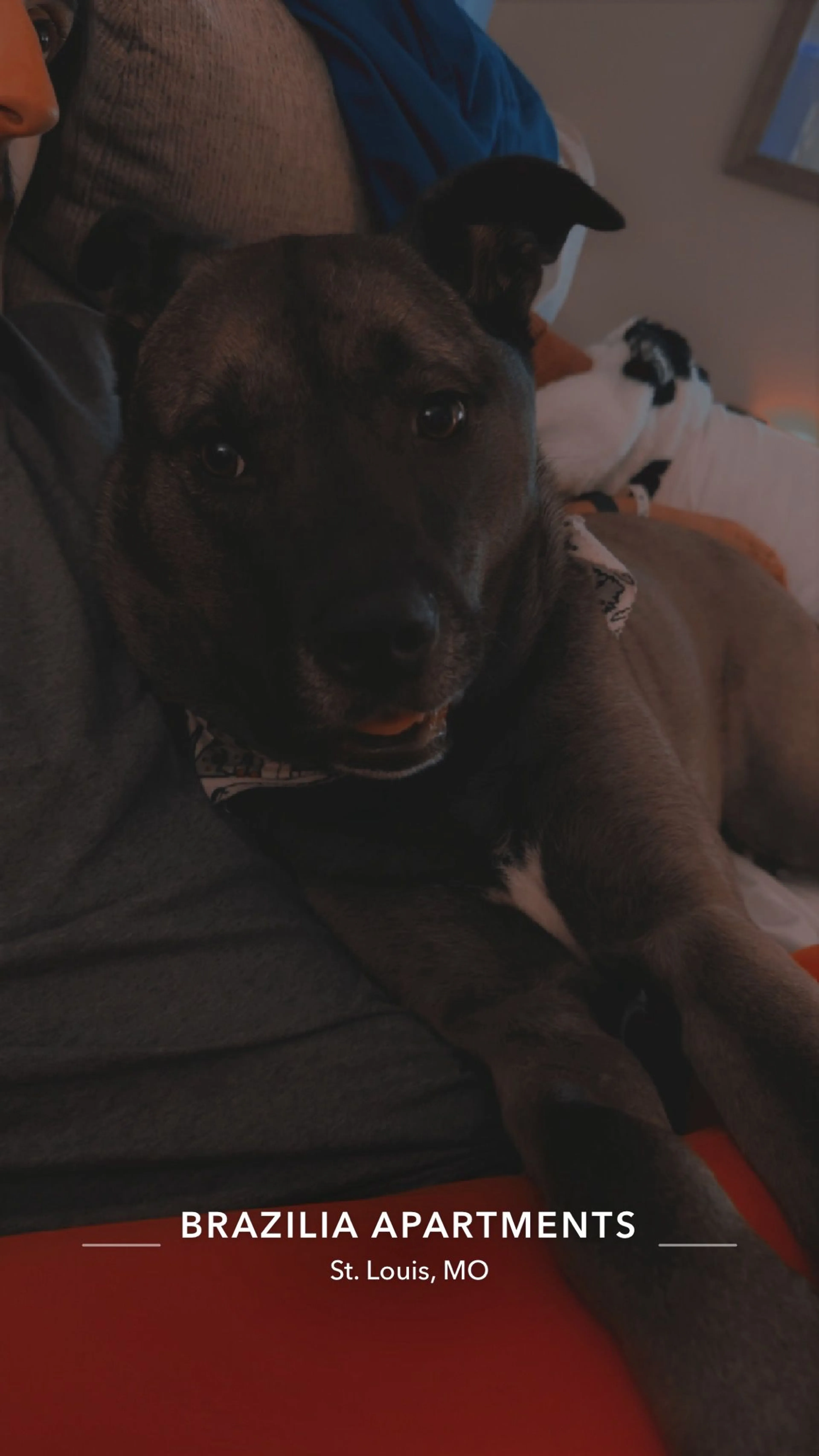 Lost pet-2
