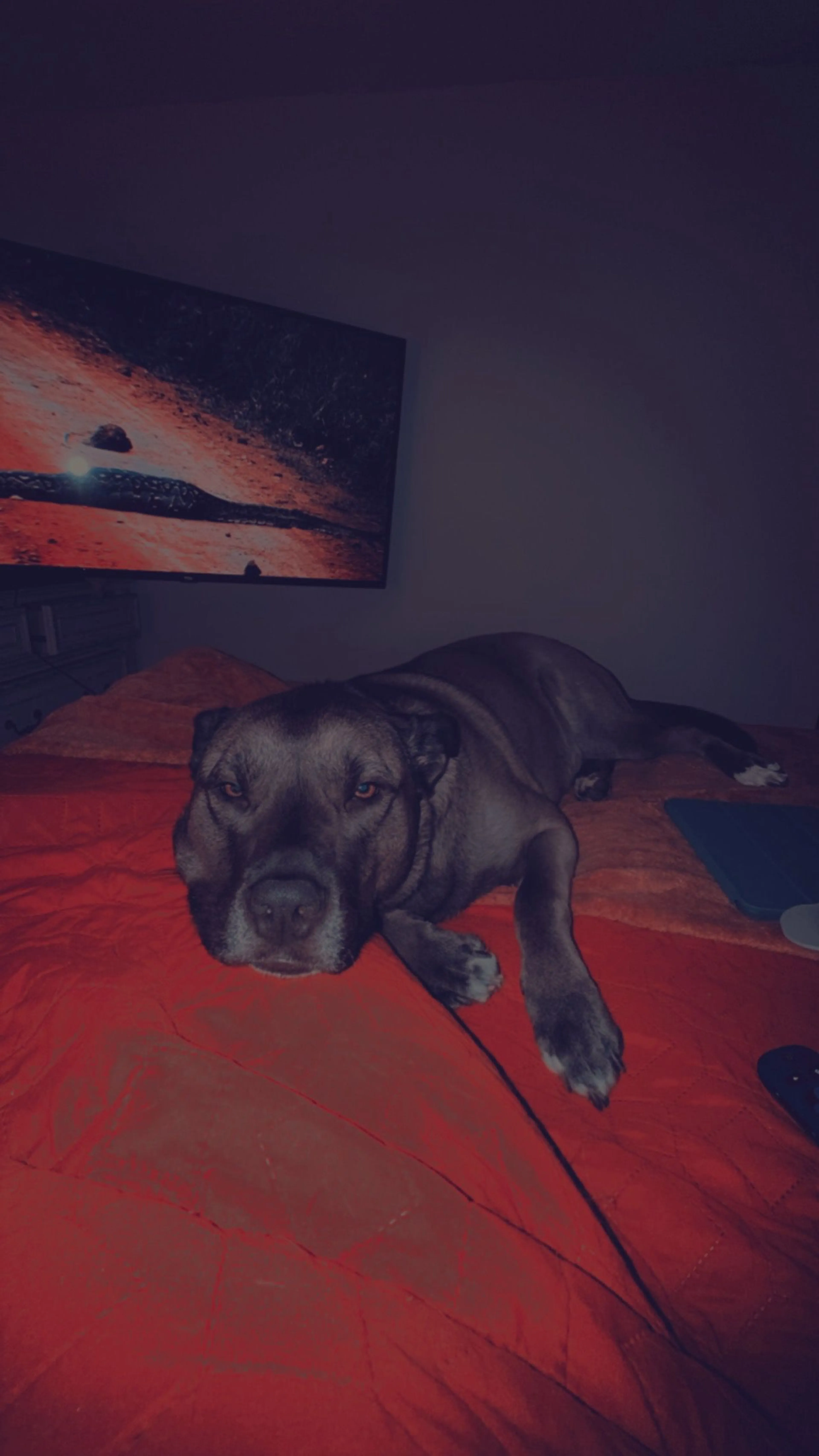 Lost pet-1