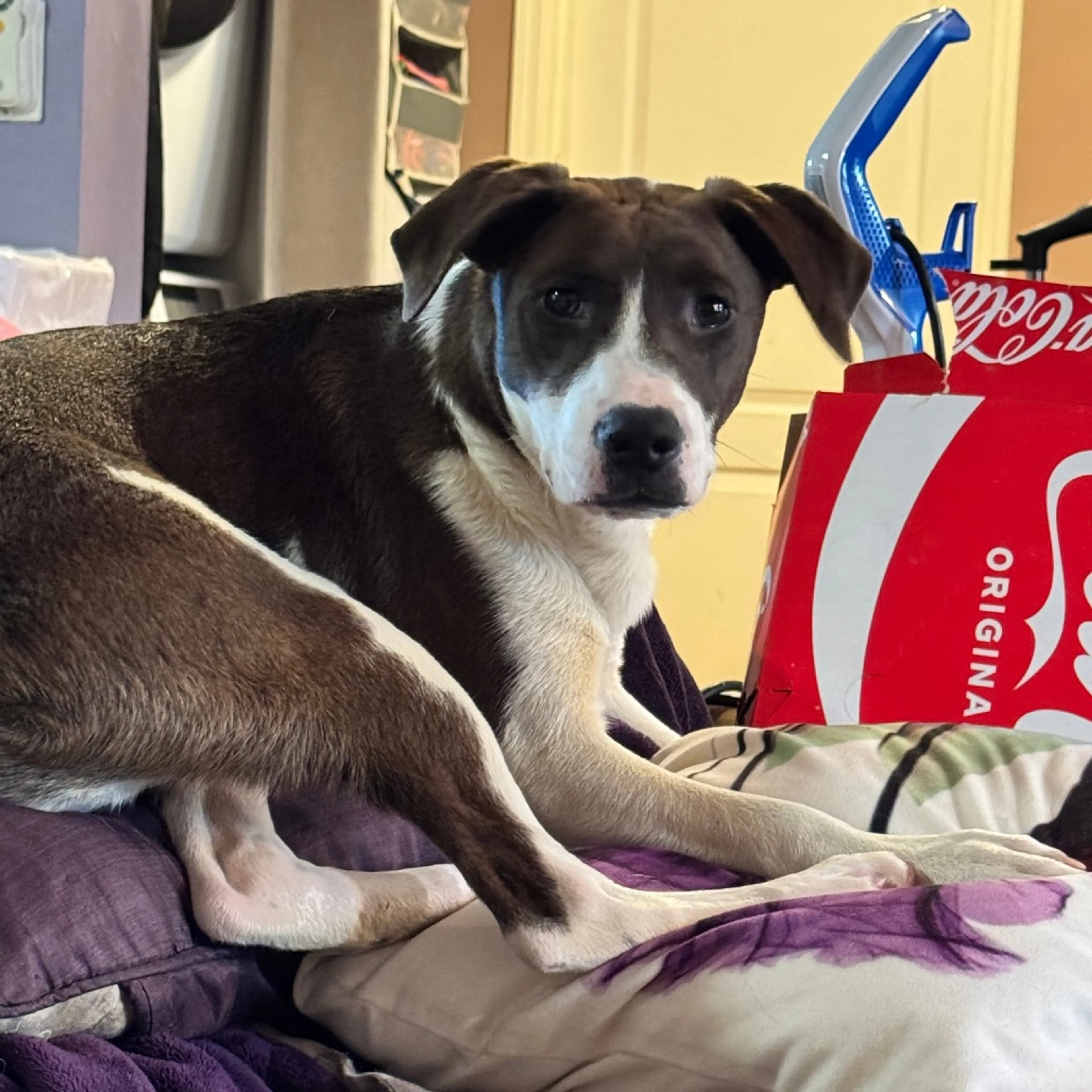 Found pet-1