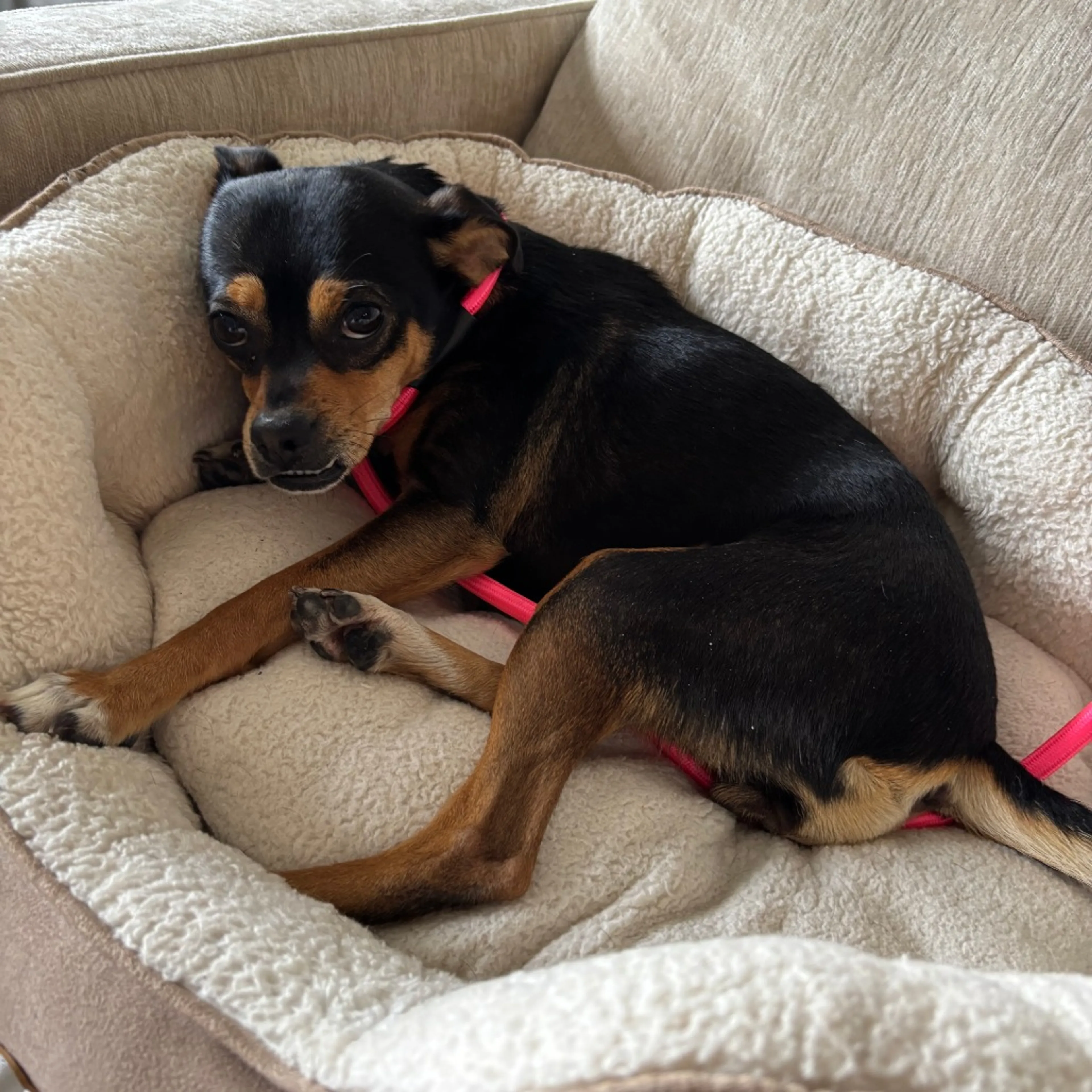 Found pet-4