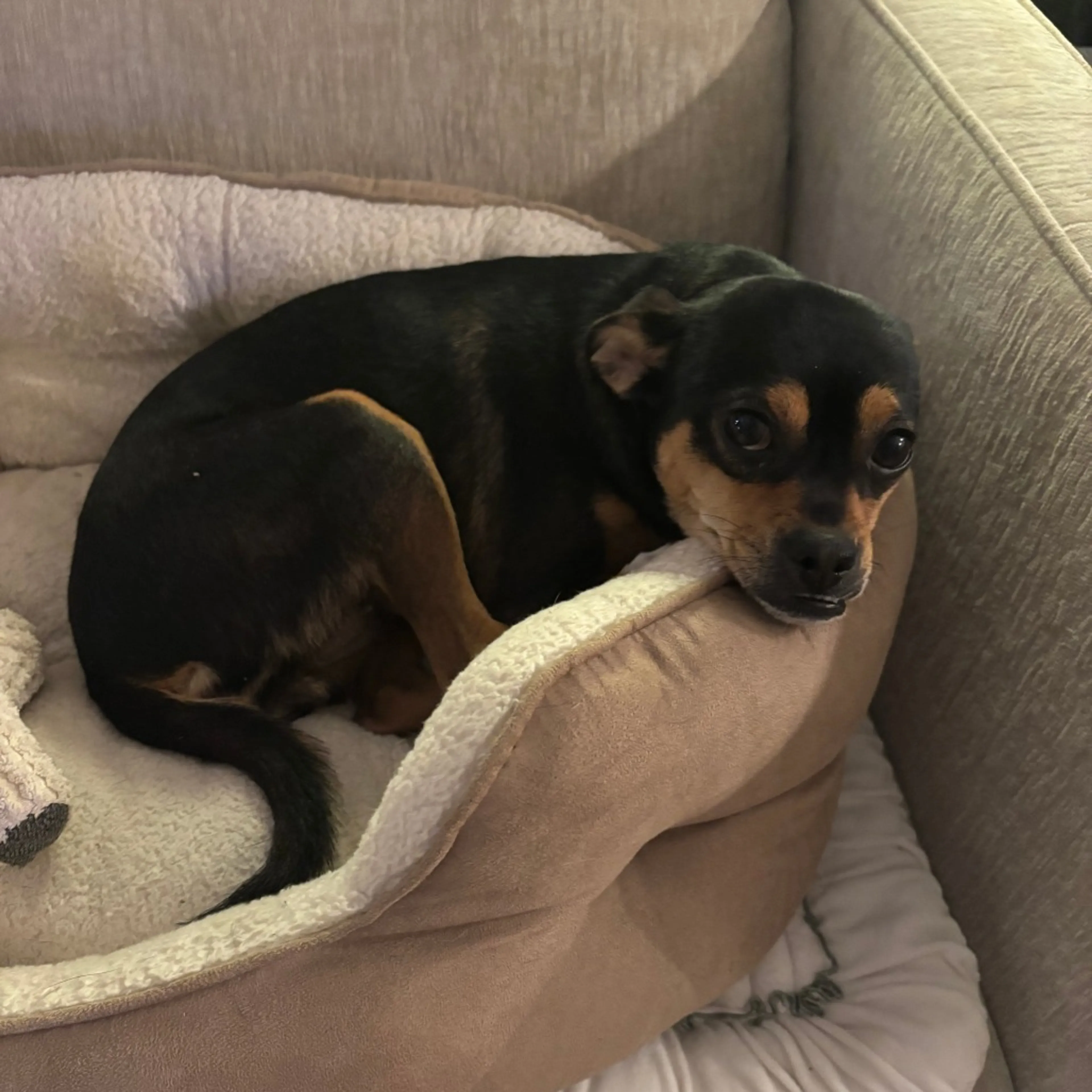 Found pet-3