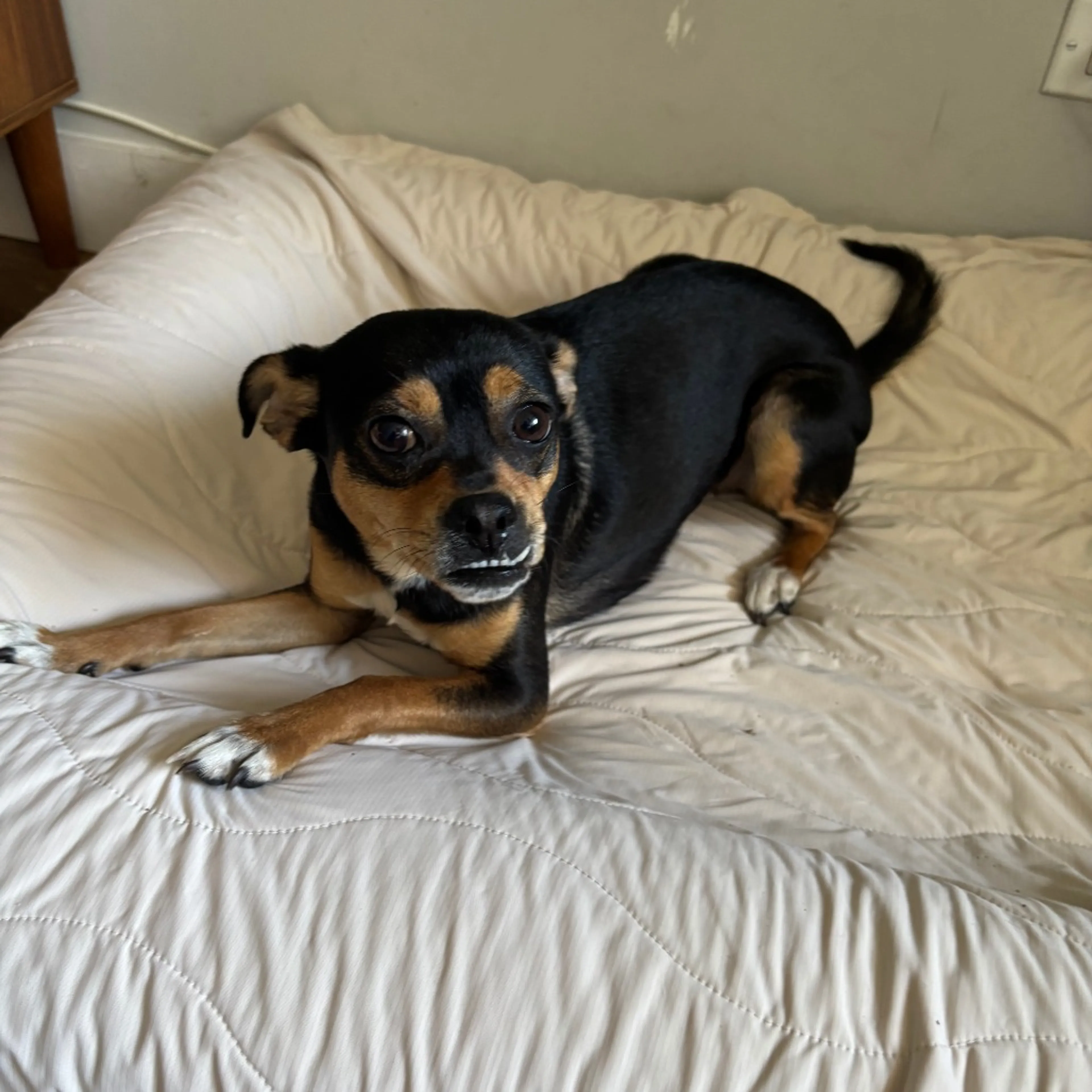 Found pet-1