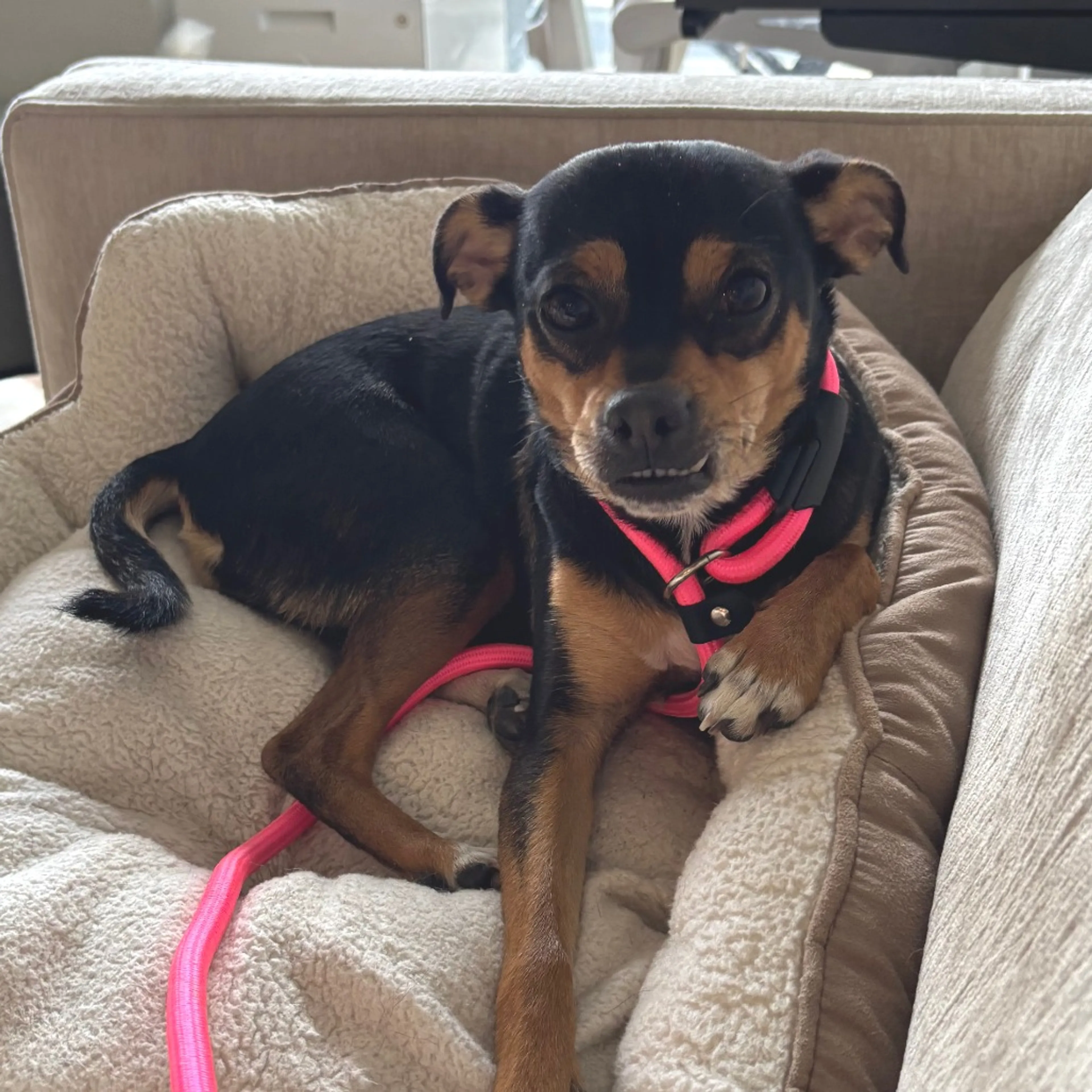 Found pet-2