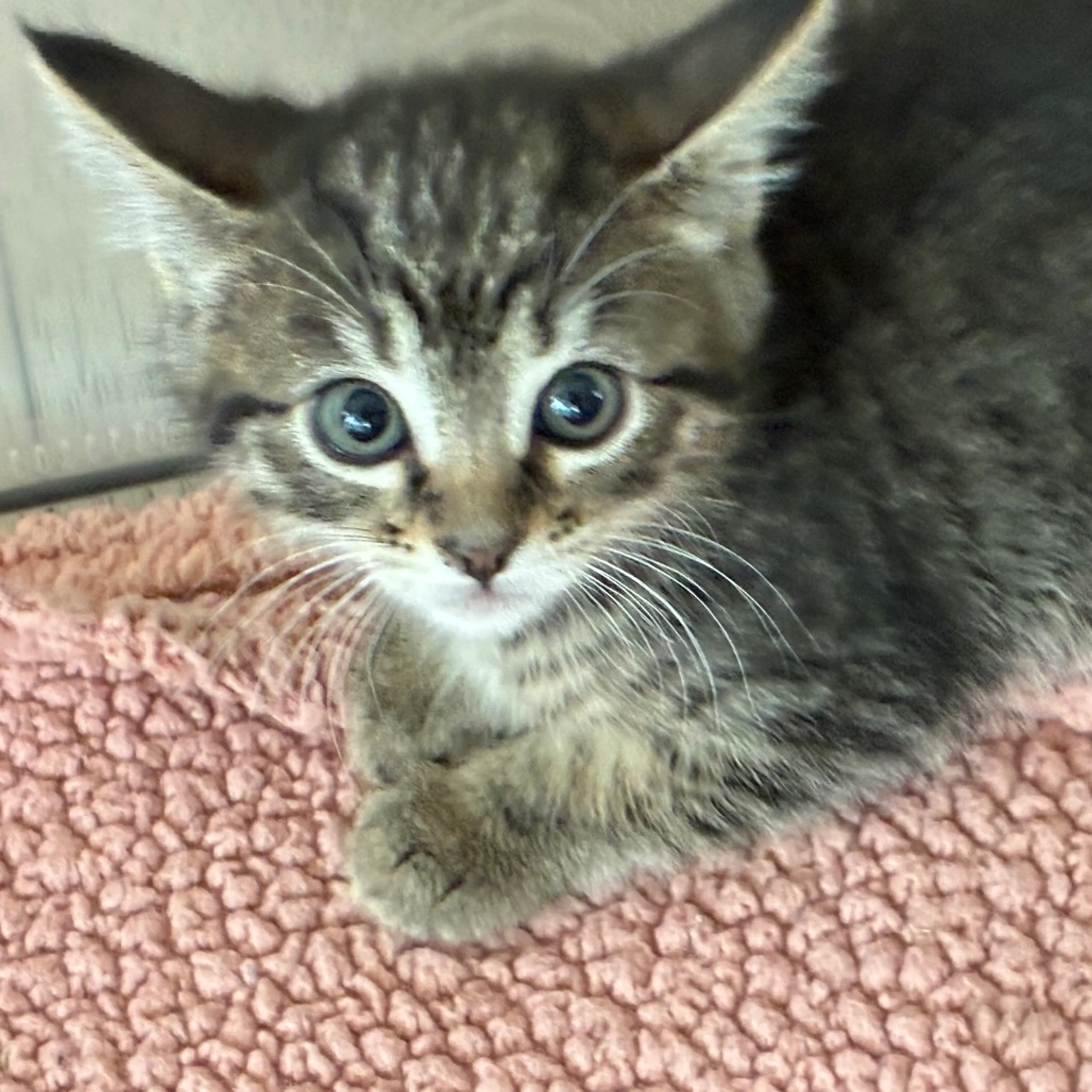Found pet-4