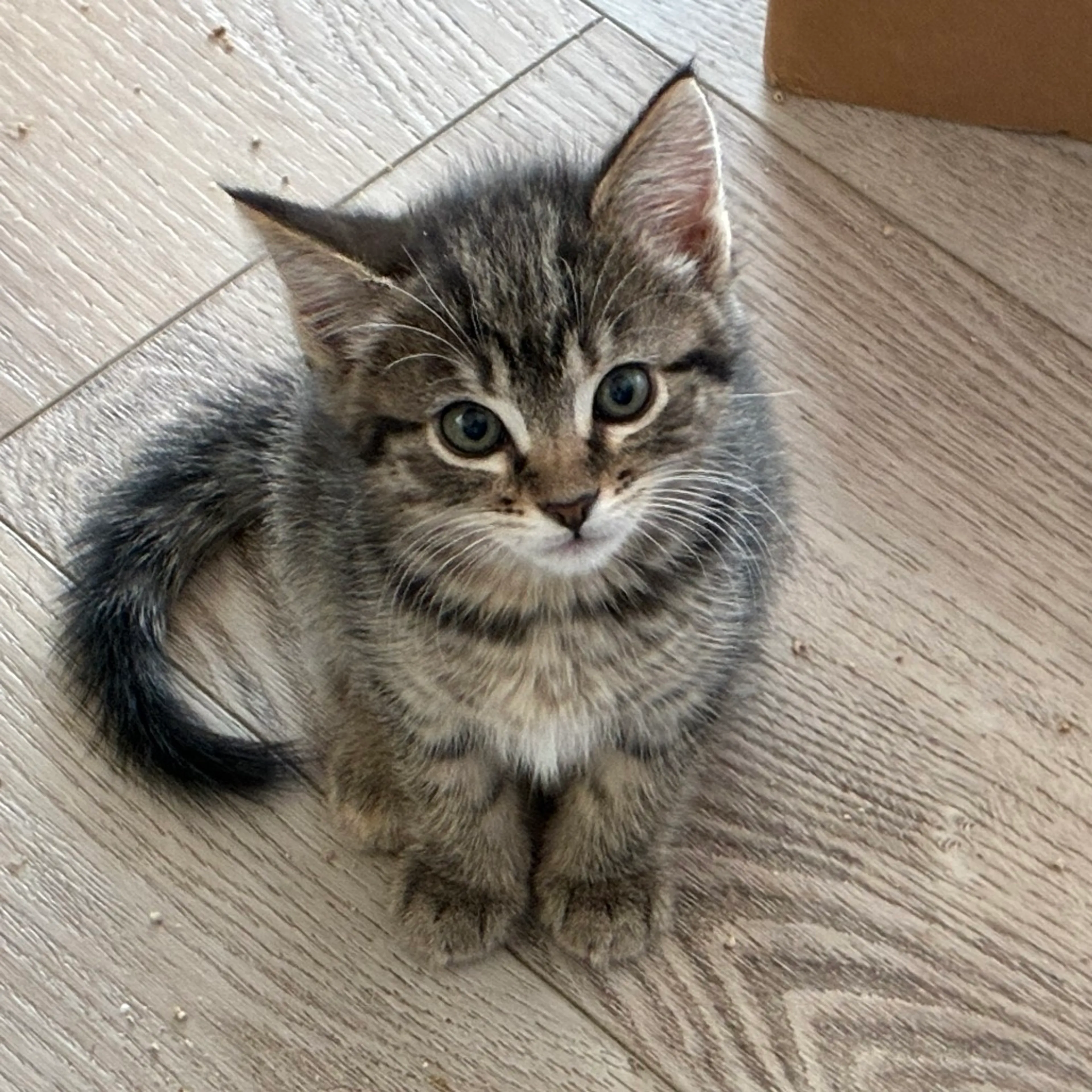 Found pet-0