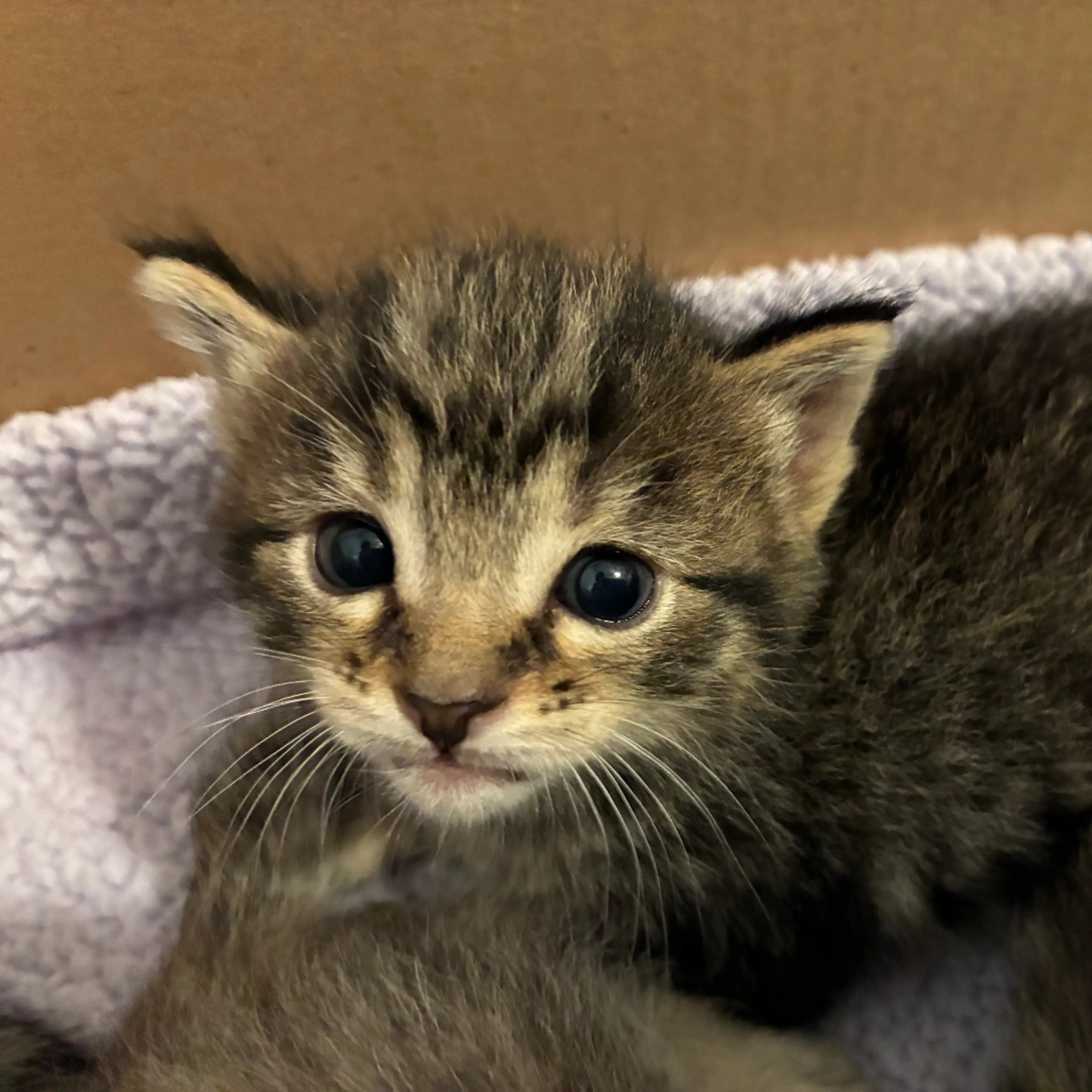 Found pet-2