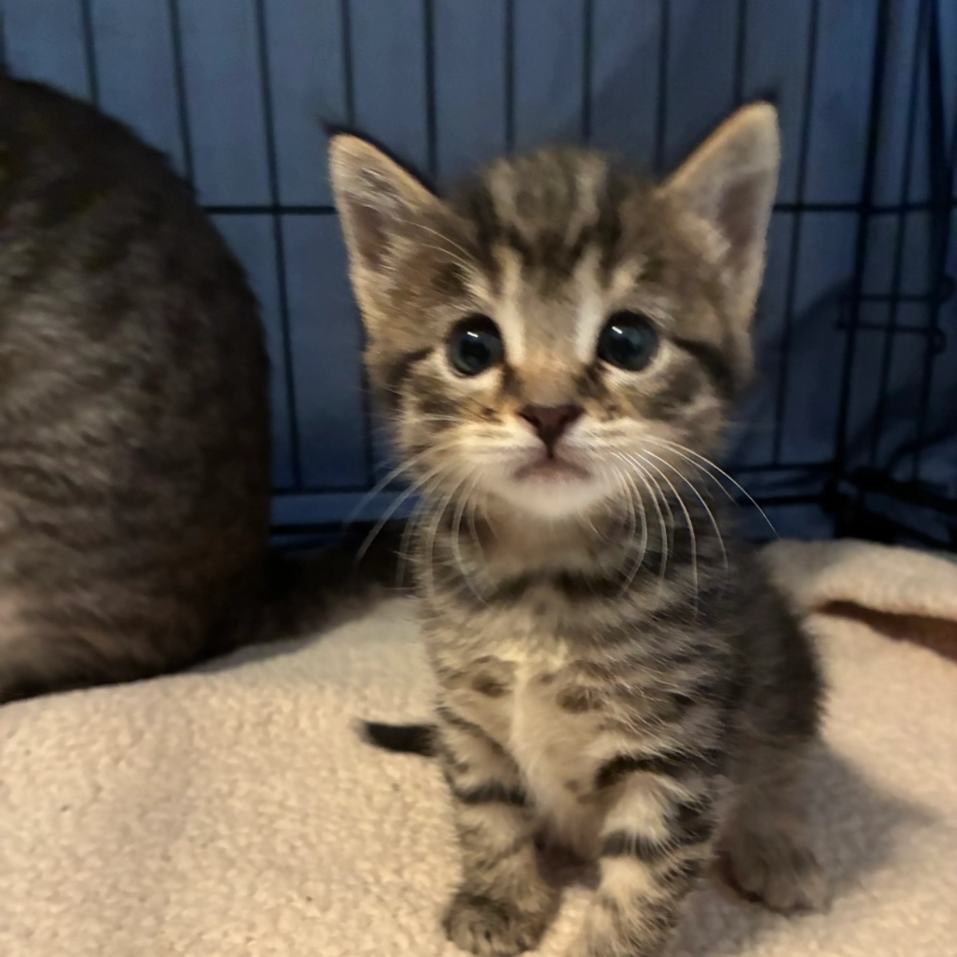 Found pet-3