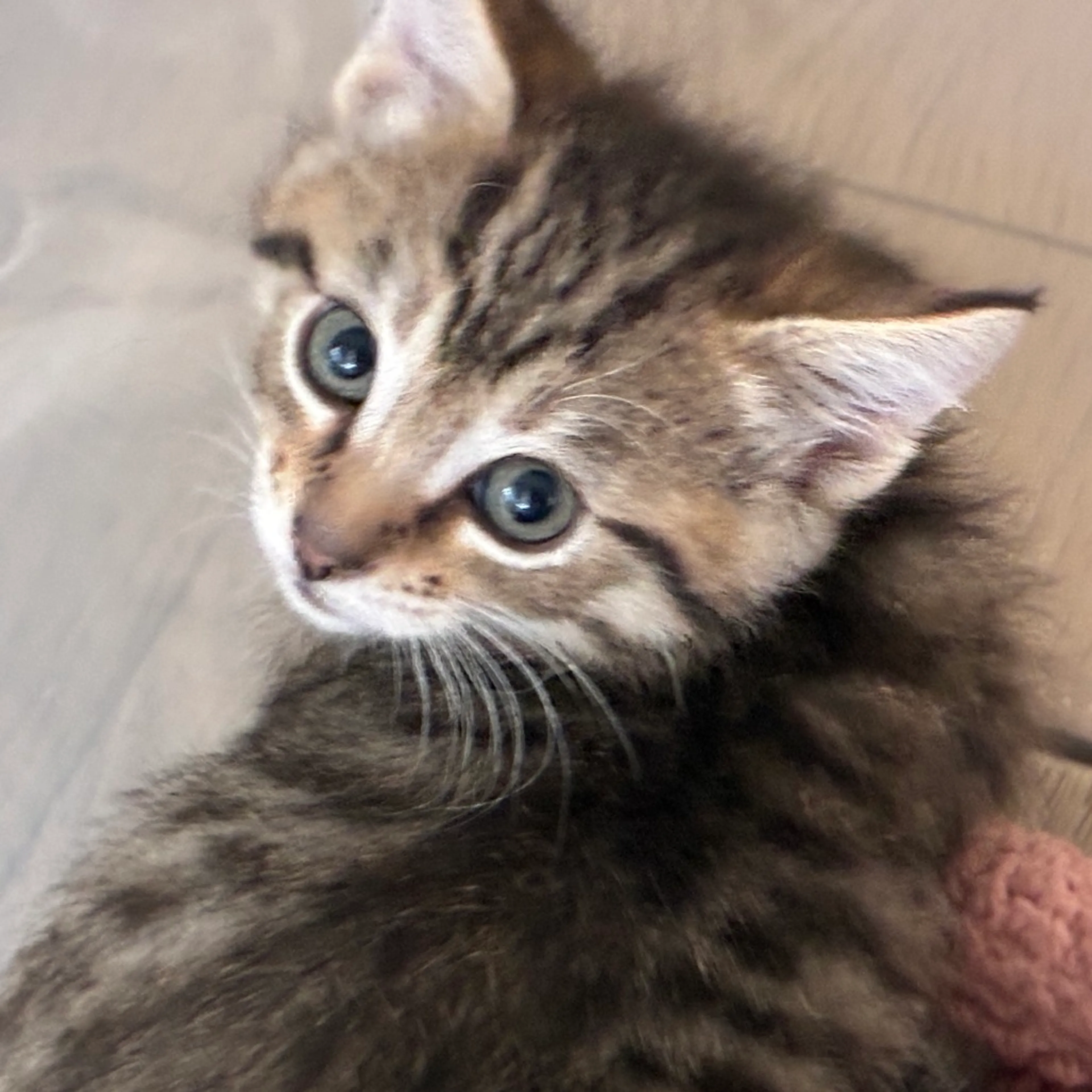 Found pet-4