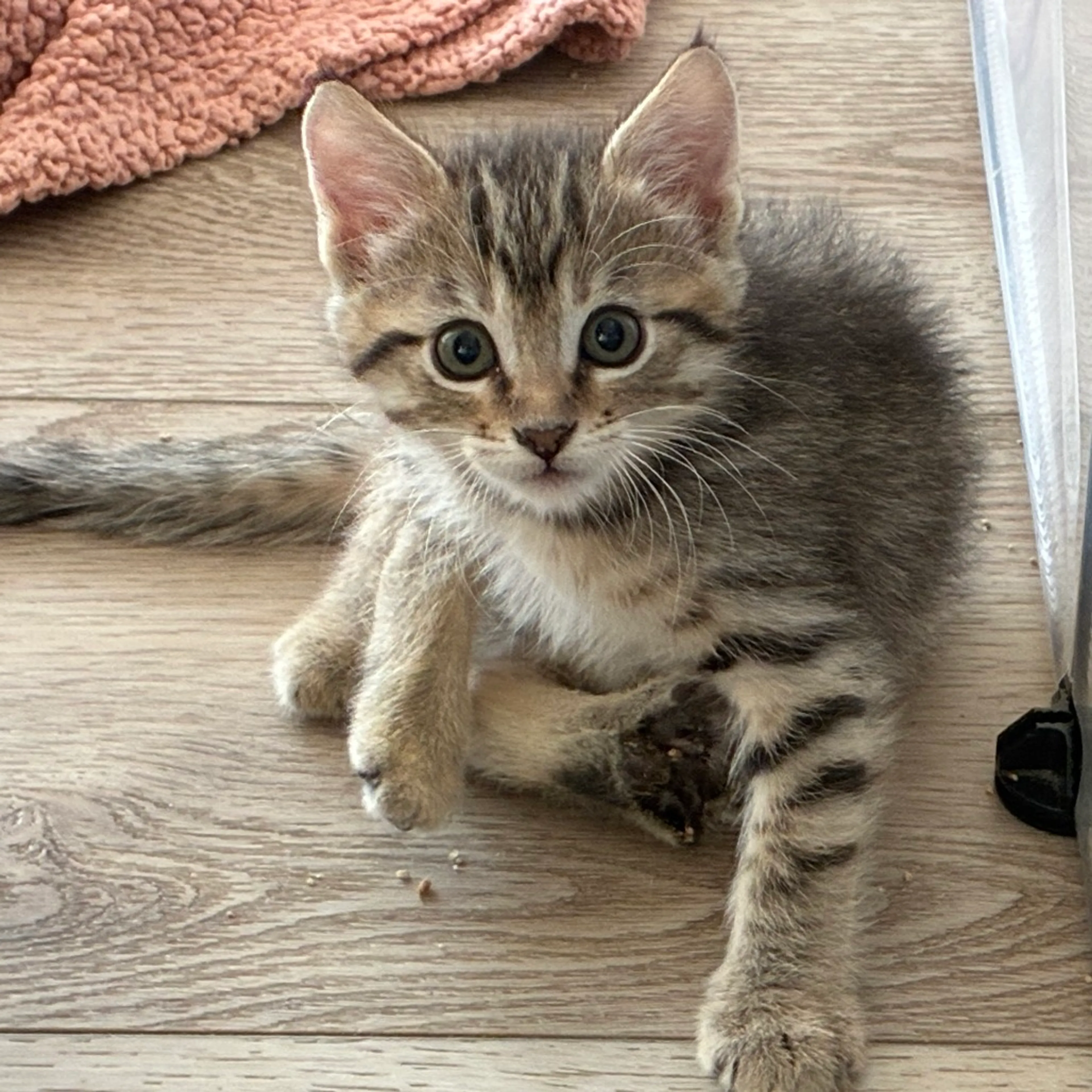 Found pet-0