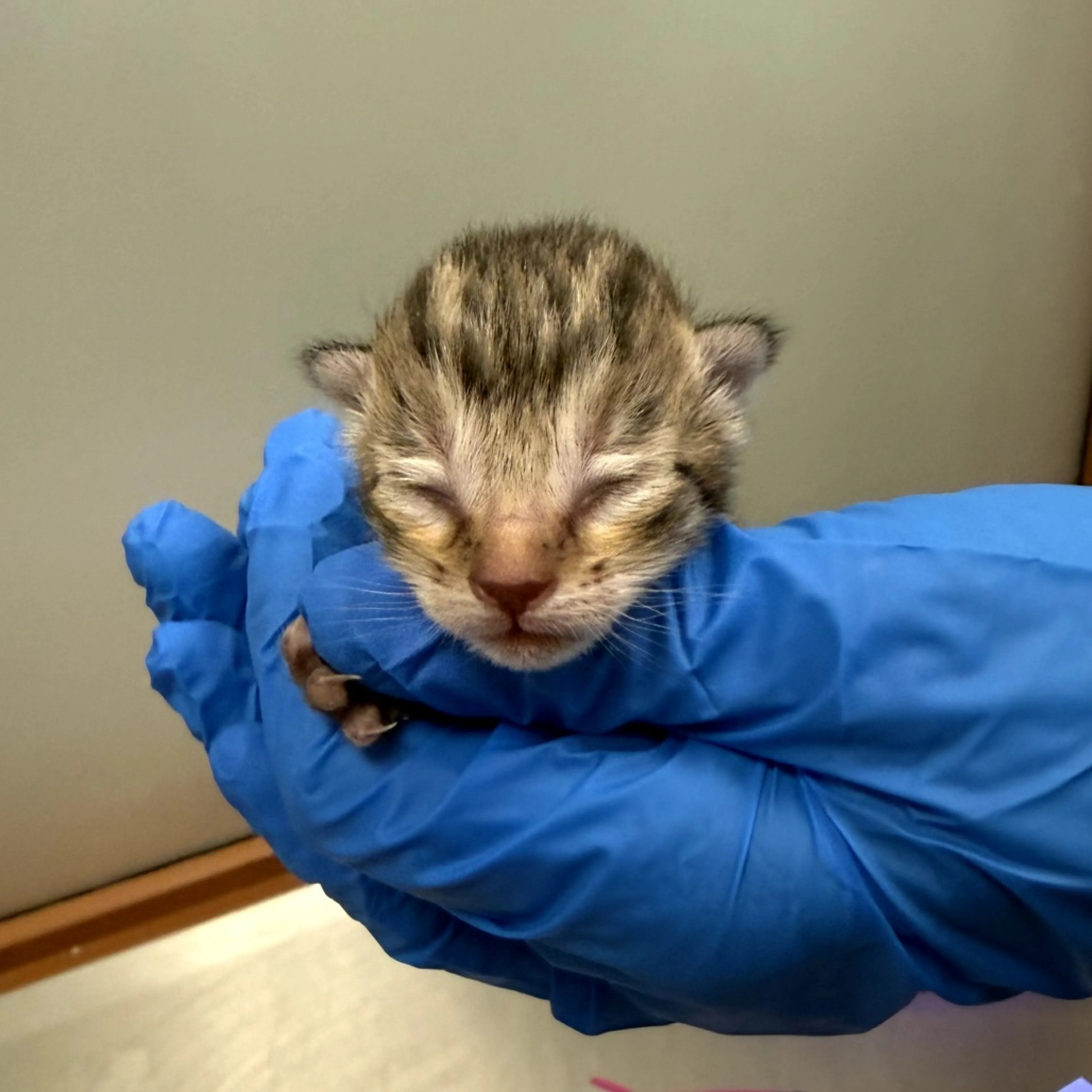 Found pet-1