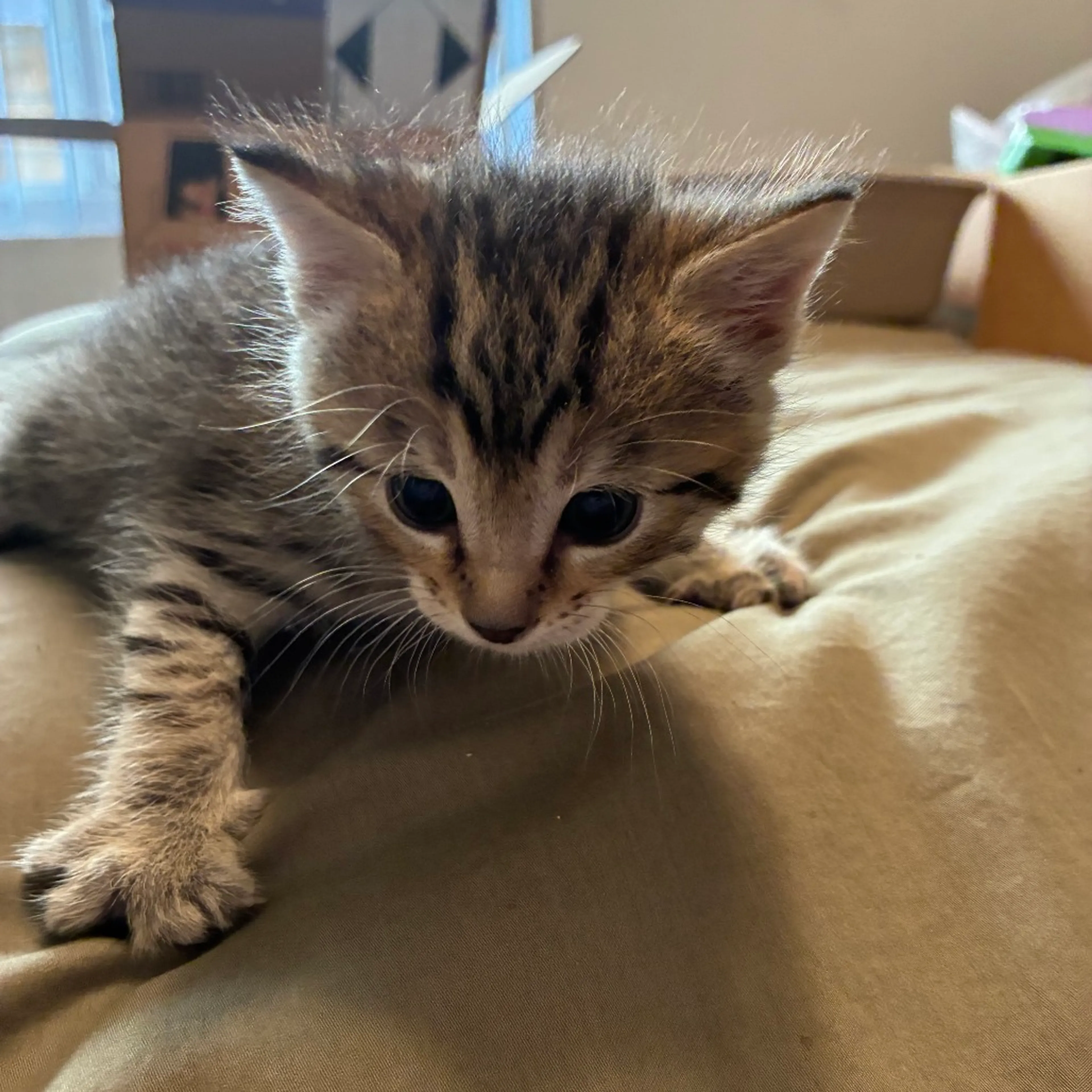 Found pet-3