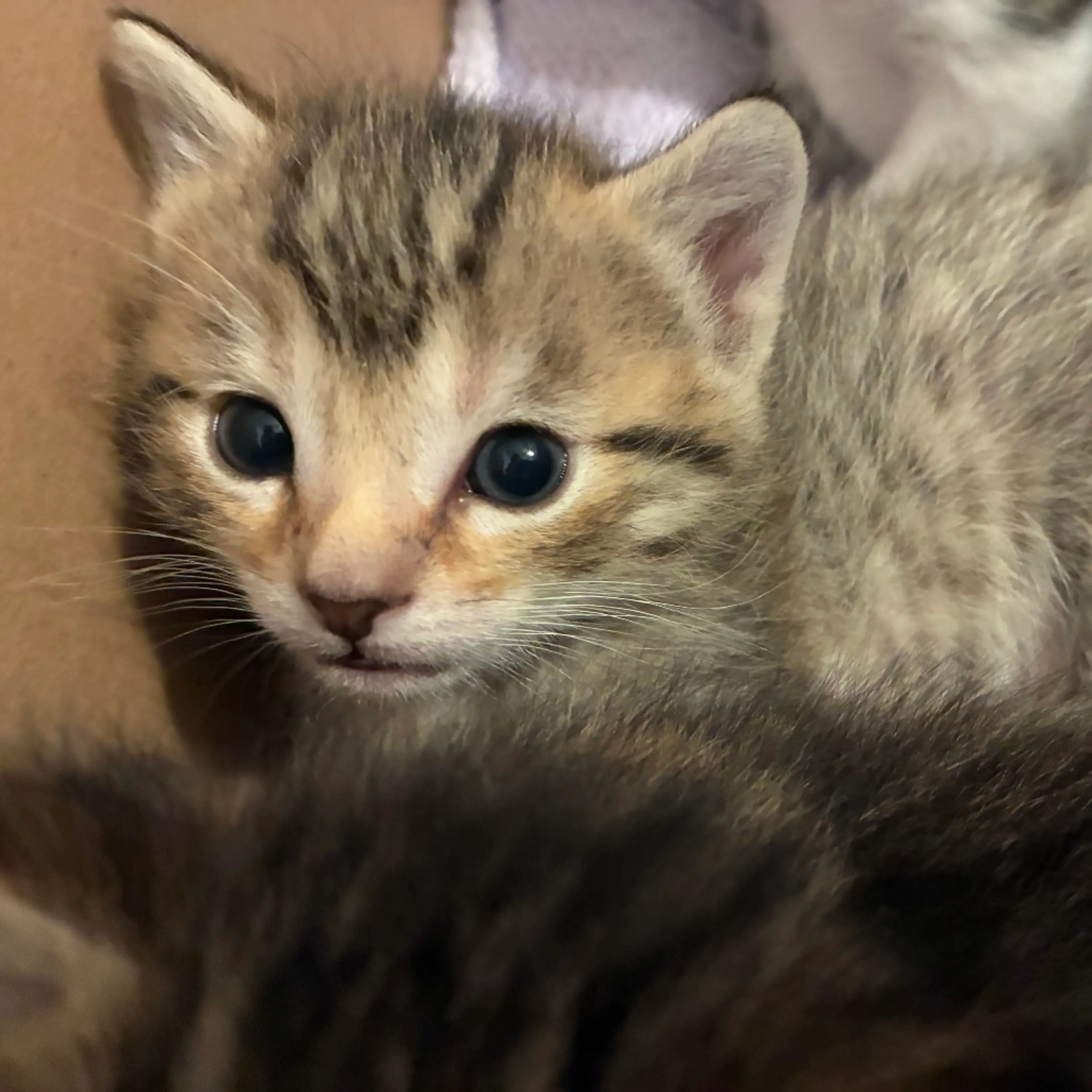 Found pet-2